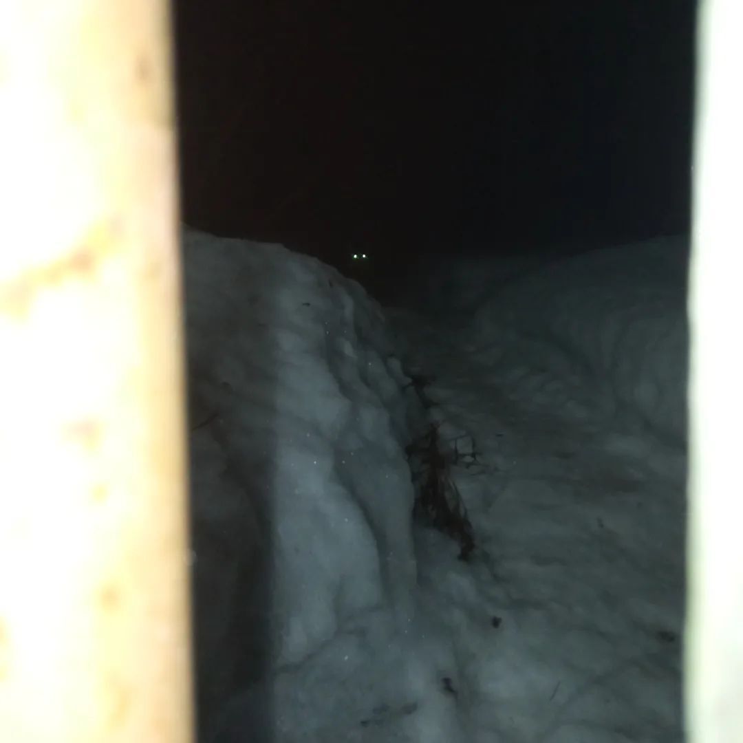 I continue to feed abandoned summer residents cats on February 18-28. Guests came. It's very slippery here. - My, cat, Dacha, Animal Rescue, Winter, Snow, Video, Longpost