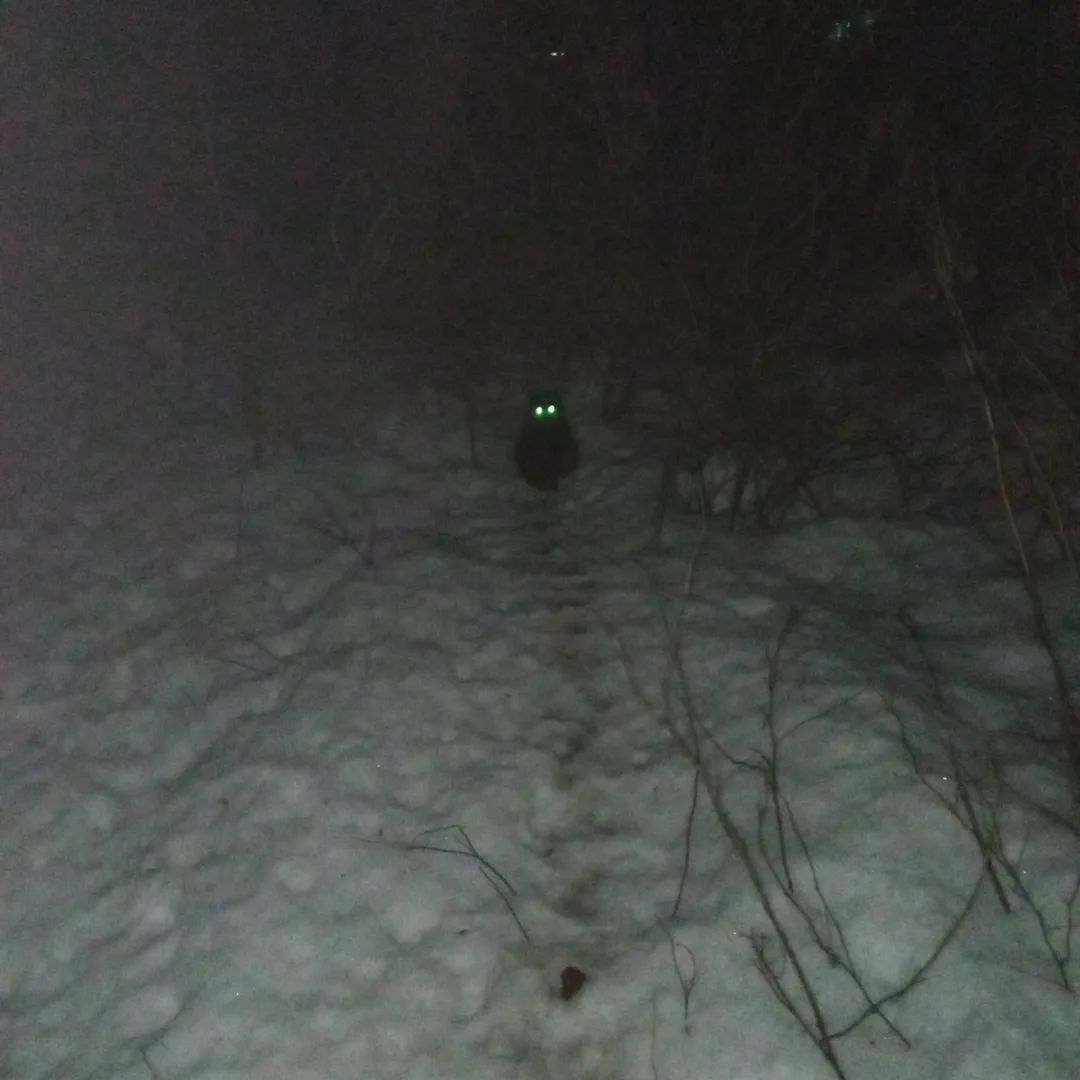 I continue to feed abandoned summer residents cats on February 18-28. Guests came. It's very slippery here. - My, cat, Dacha, Animal Rescue, Winter, Snow, Video, Longpost