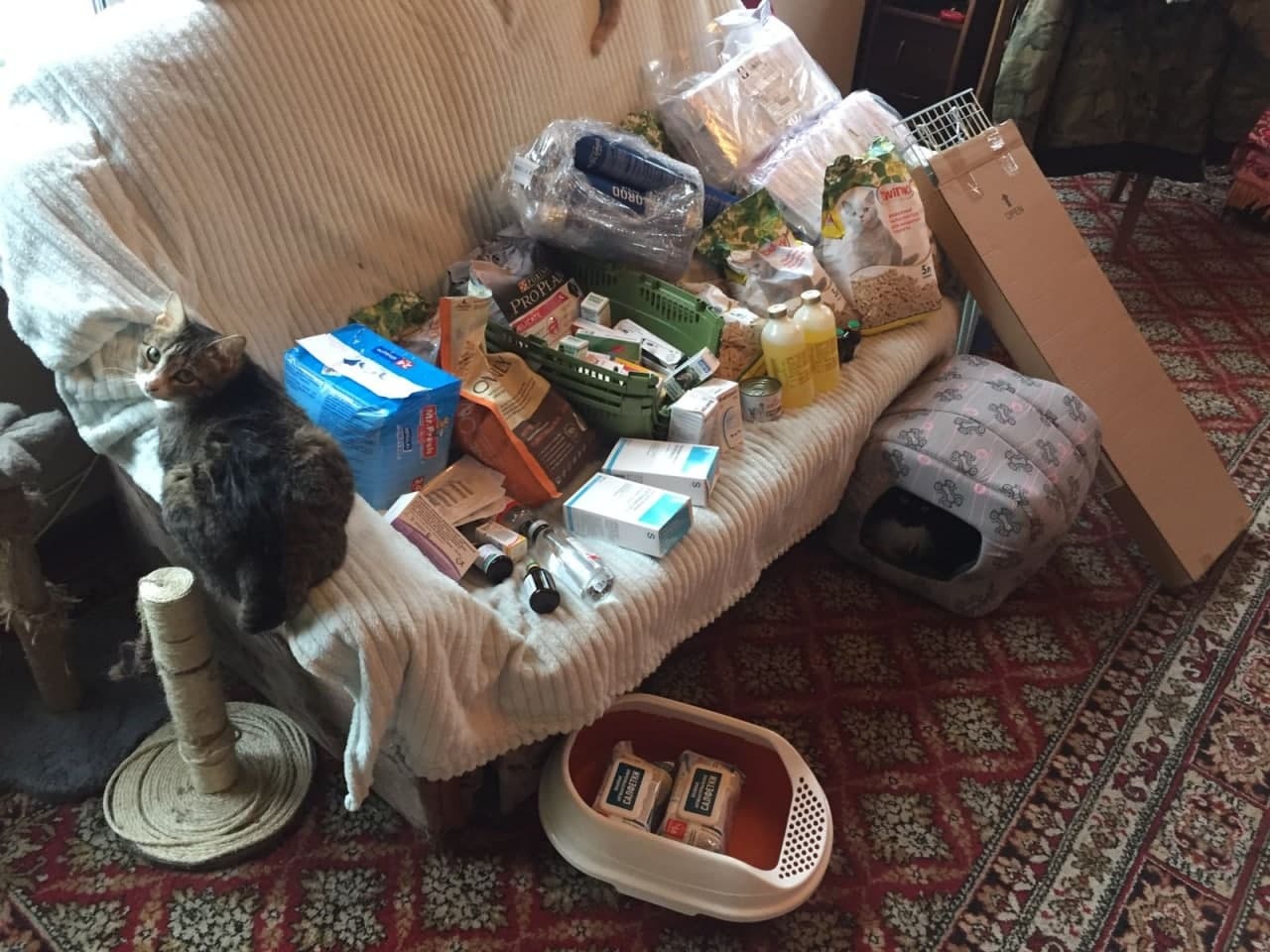 I continue to feed abandoned summer residents cats on February 18-28. Guests came. It's very slippery here. - My, cat, Dacha, Animal Rescue, Winter, Snow, Video, Longpost