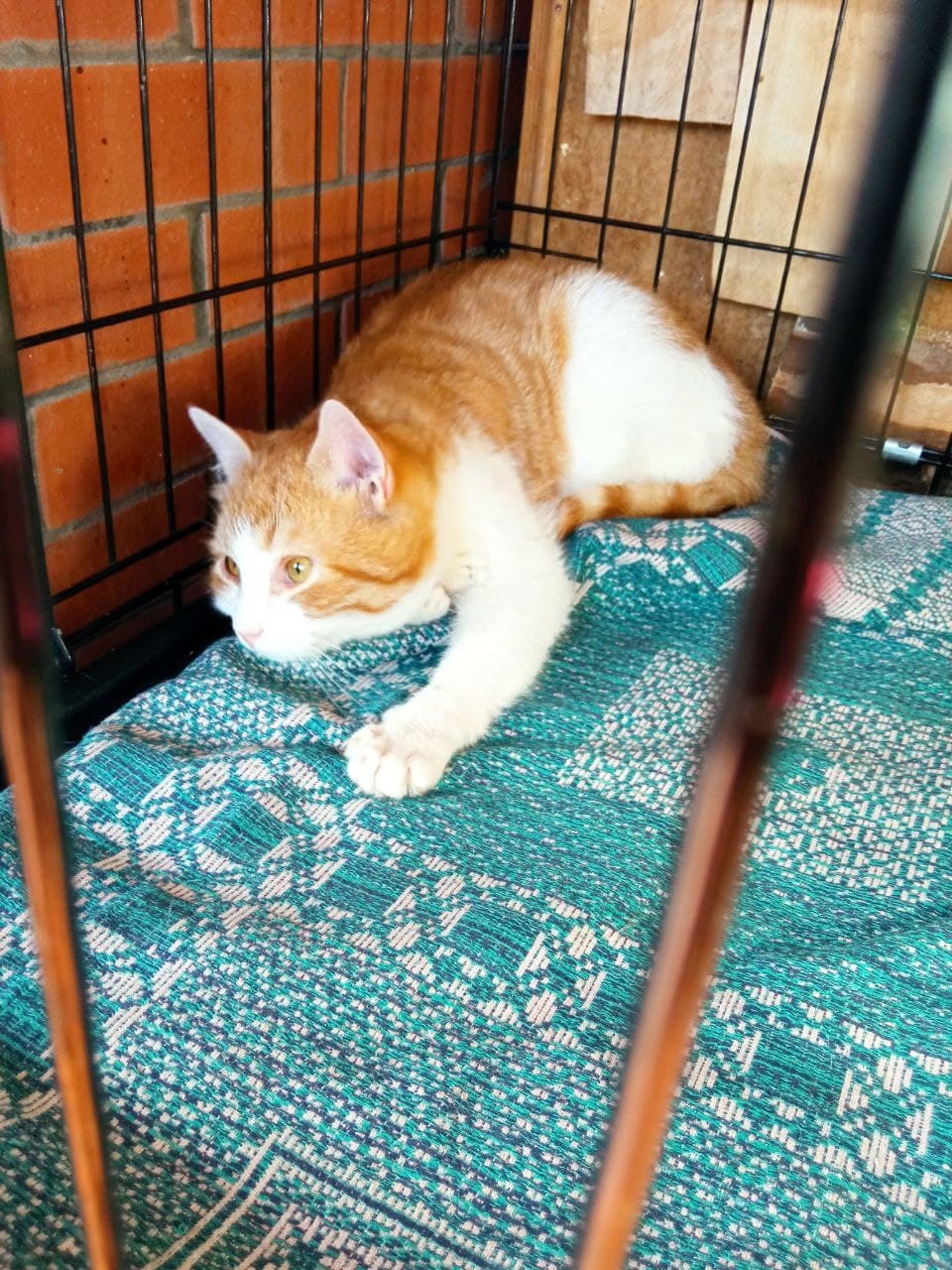 I continue to feed abandoned summer residents cats on February 18-28. Guests came. It's very slippery here. - My, cat, Dacha, Animal Rescue, Winter, Snow, Video, Longpost