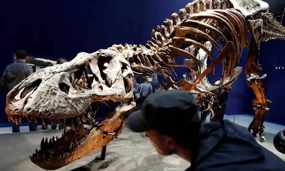 Scientists announced the discovery of two new species of Tyrannosaurus rex - Paleontology, Dinosaurs, Extinct species, Research, Informative, Tyrannosaurus, Longpost