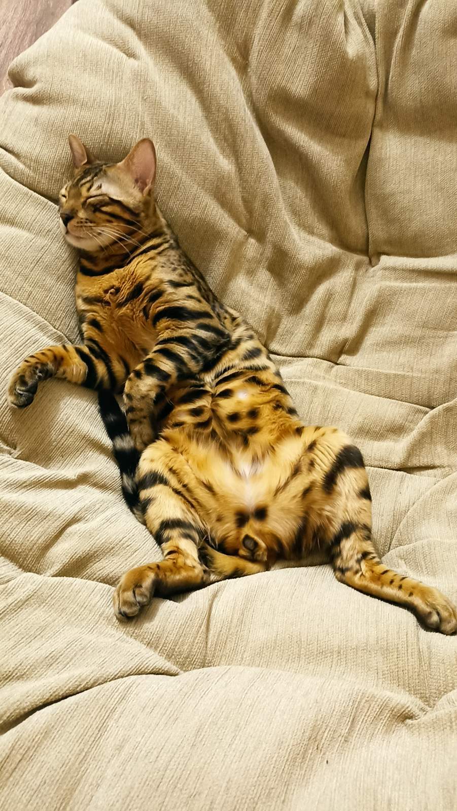 Didn't show a cat - not a pickabushnik - My, cat, Pets, Bengal cat