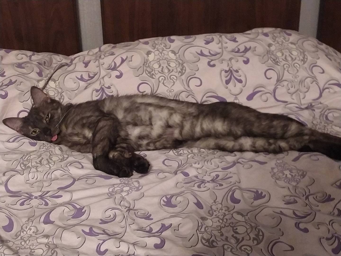 Котаны | Пикабу