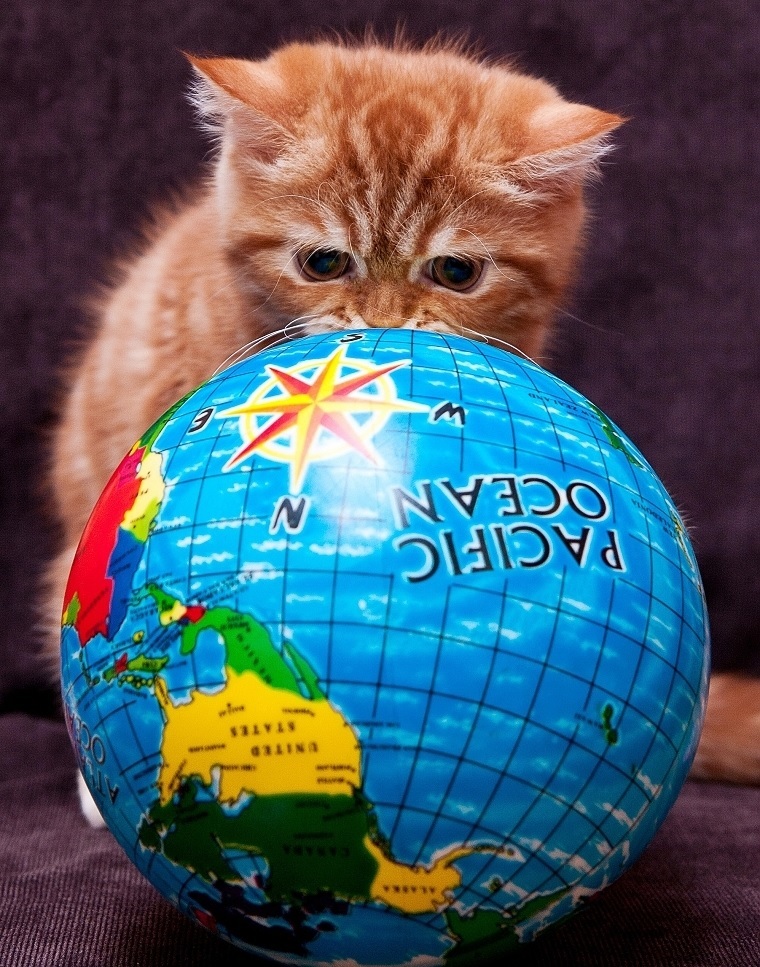 Have cats taken over the world? - My, cat, Paws, Peace, Longpost