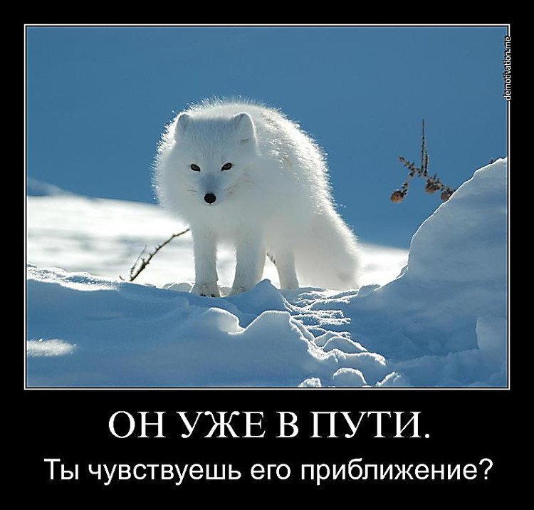 Positive news 01.03.2022 - My, Arctic fox, Purchase, Prices, Dollar rate, Luck, Demotivator