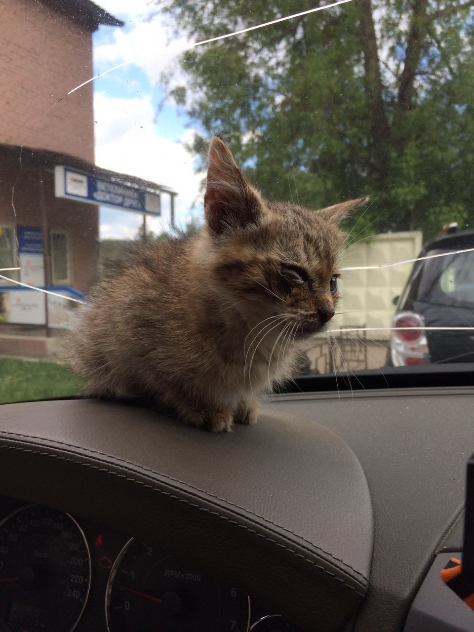 Didn't show a cat, not a pickabushnik - My, cat, Tricolor cat, The rescue, Animal Rescue, Longpost