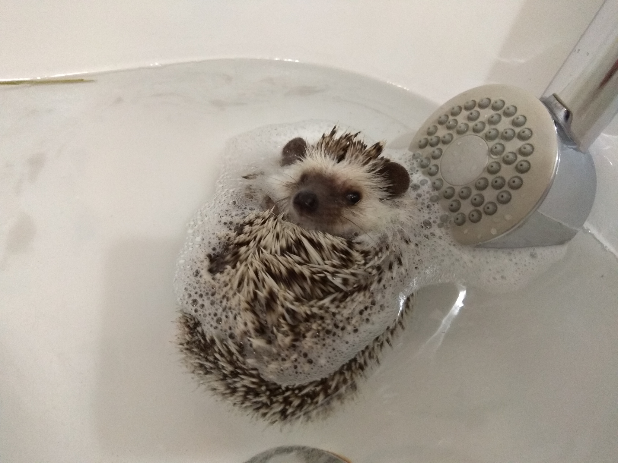 Independence - My, Hedgehog, Bath, Bathing, Duck, First time, Video