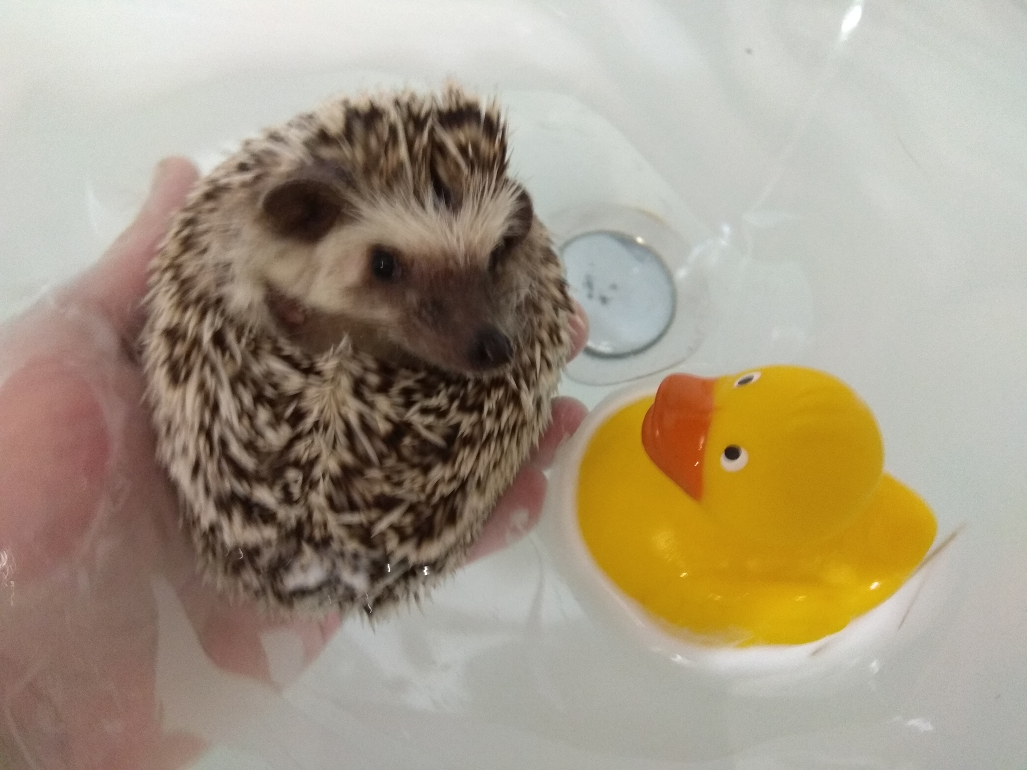 Independence - My, Hedgehog, Bath, Bathing, Duck, First time, Video