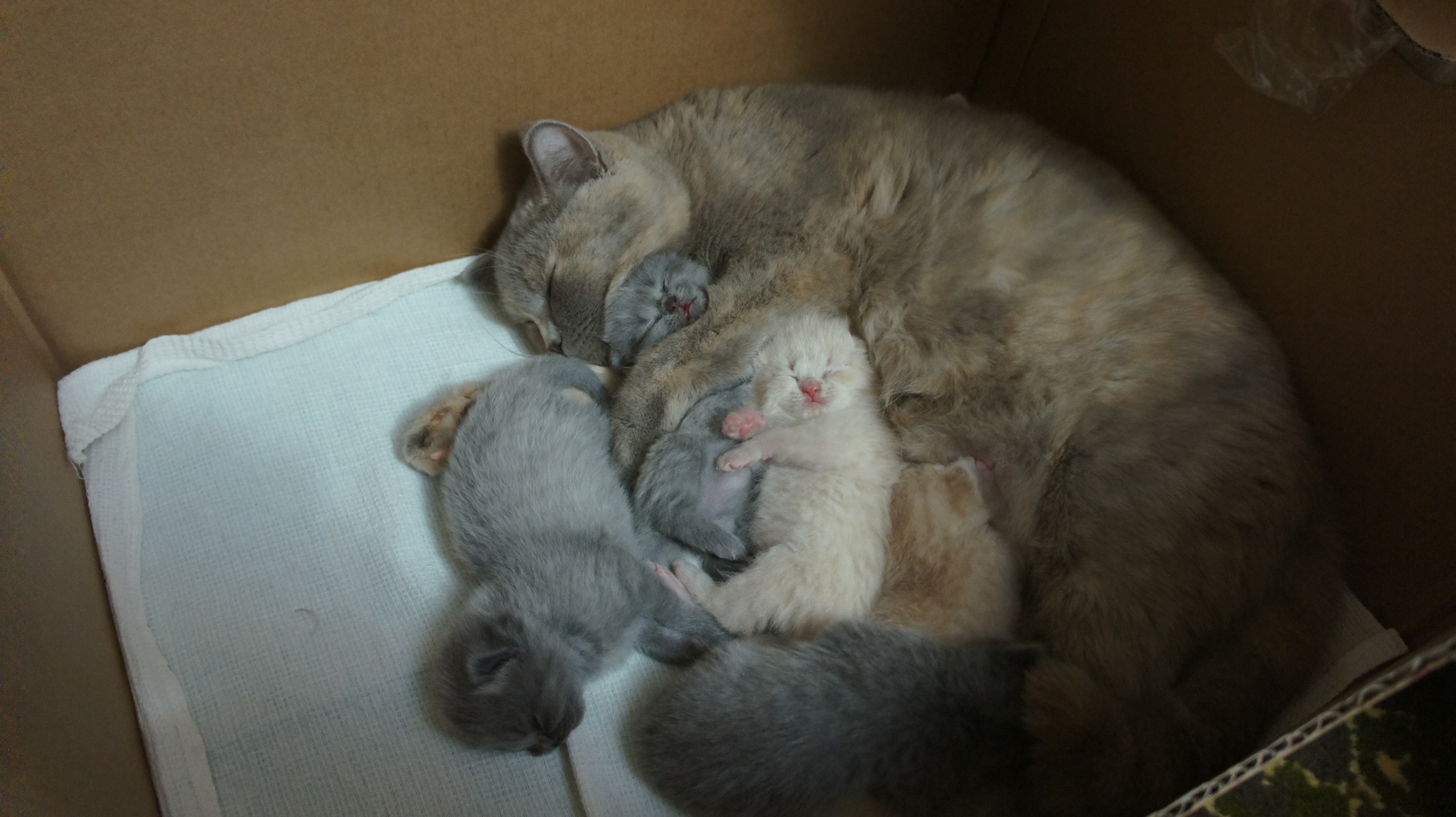 And today we have a cat, gave birth to kittens yesterday - My, cat, Kittens, Milota