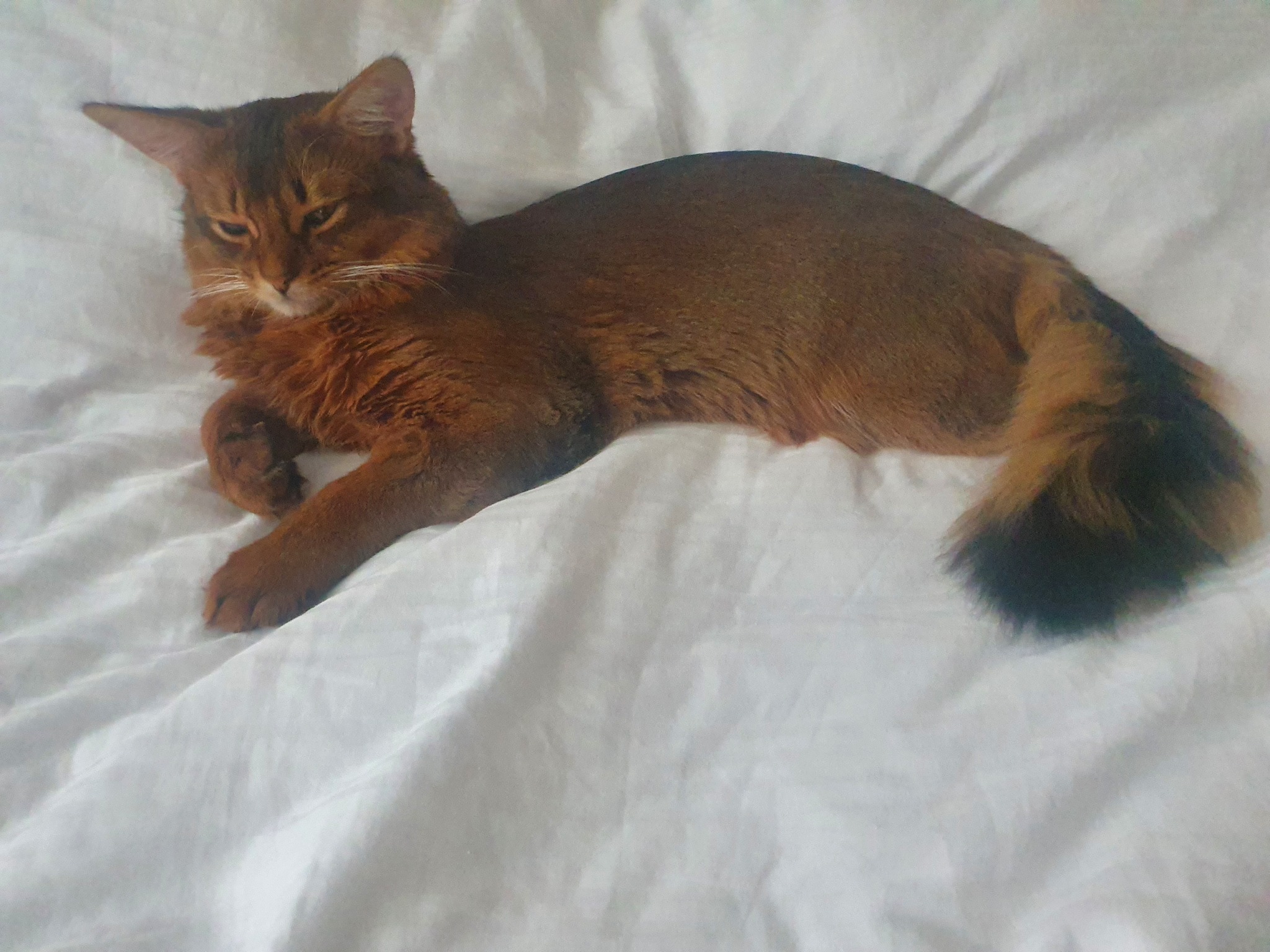 Just a beautiful cat - My, cat, Somali cat