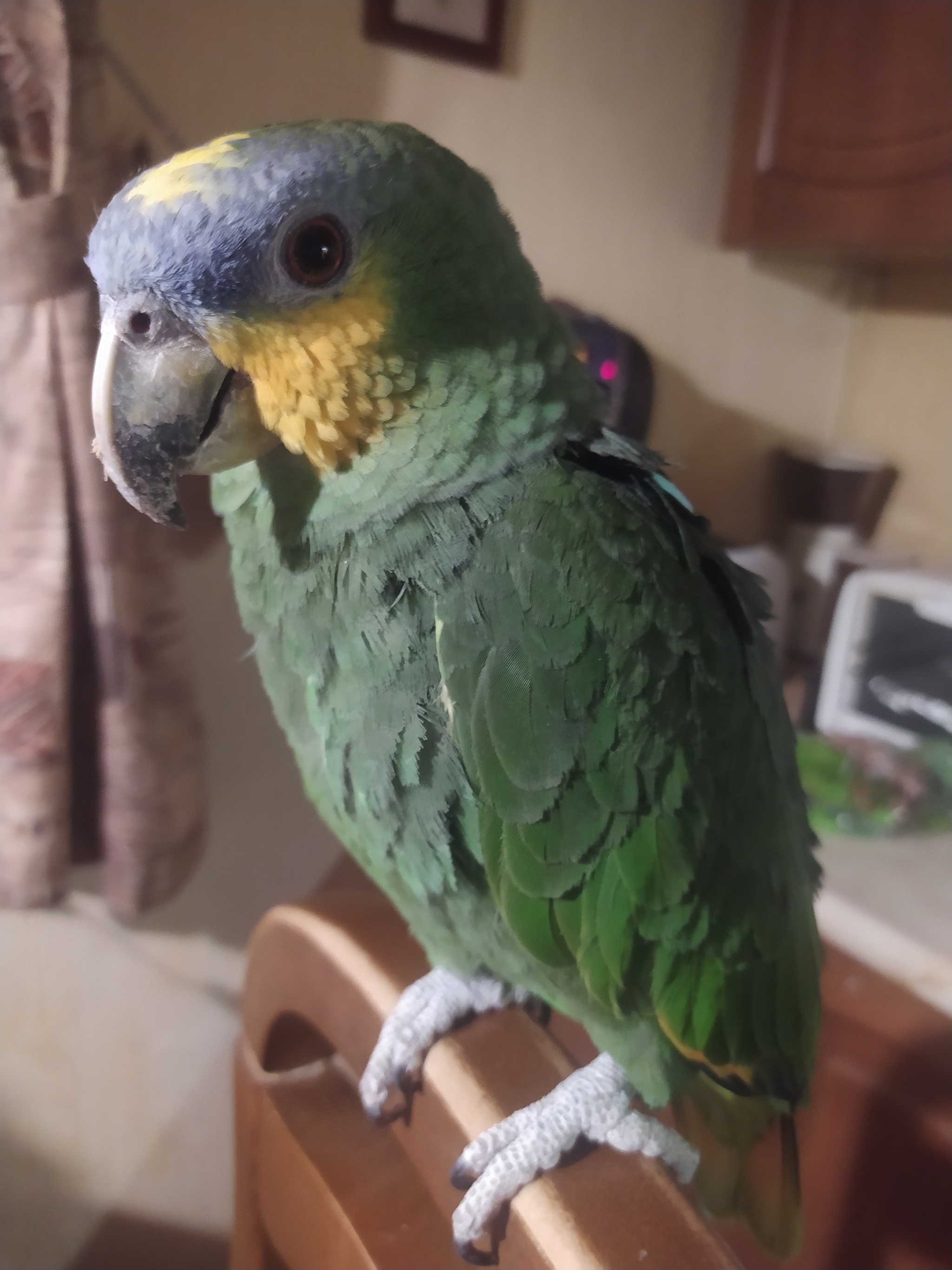 I don't have a cat :) - My, A parrot, Pets