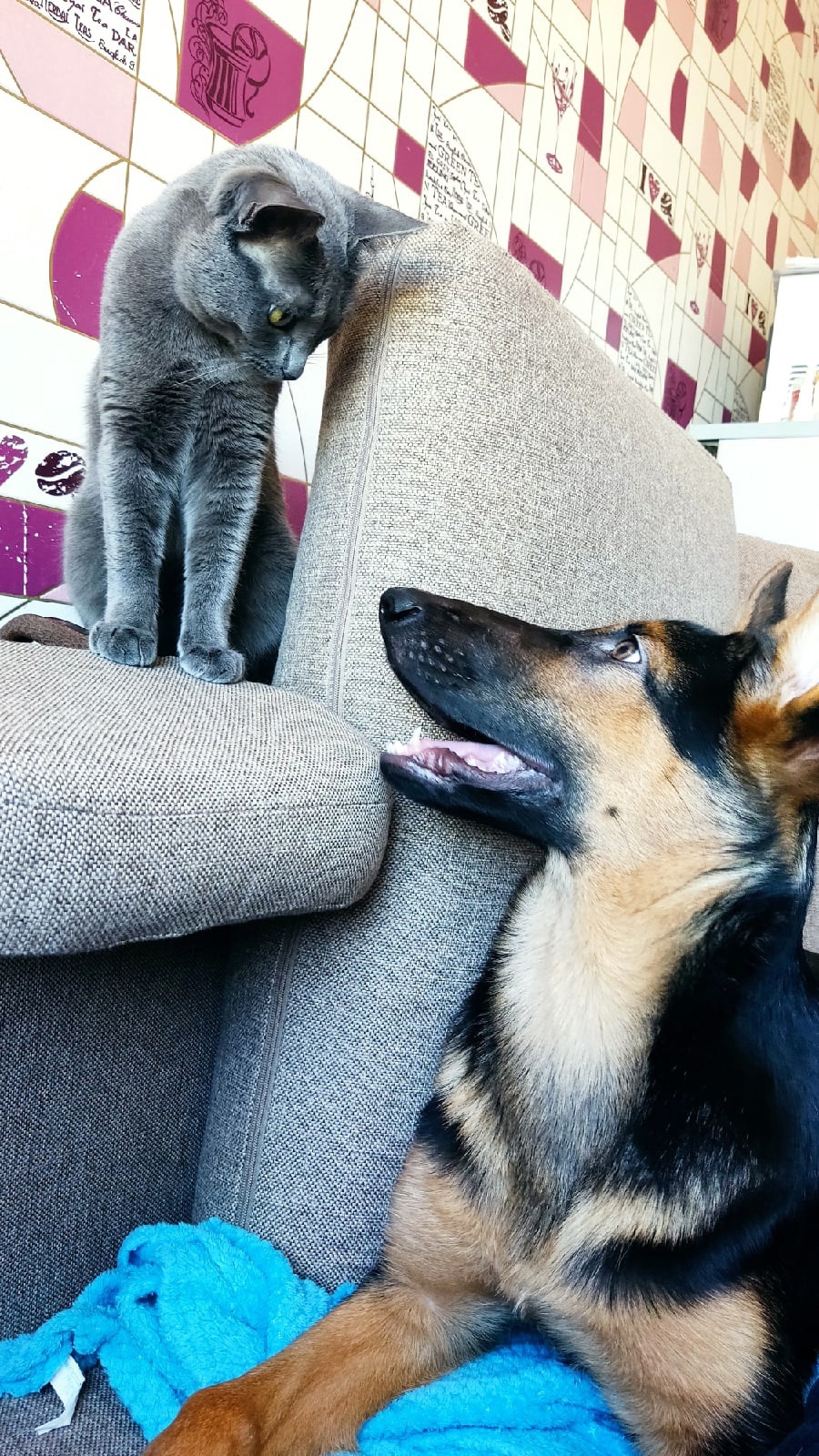 My Cattle - My, Pets, Cats and dogs together, German Shepherd, Longpost, cat, Dog