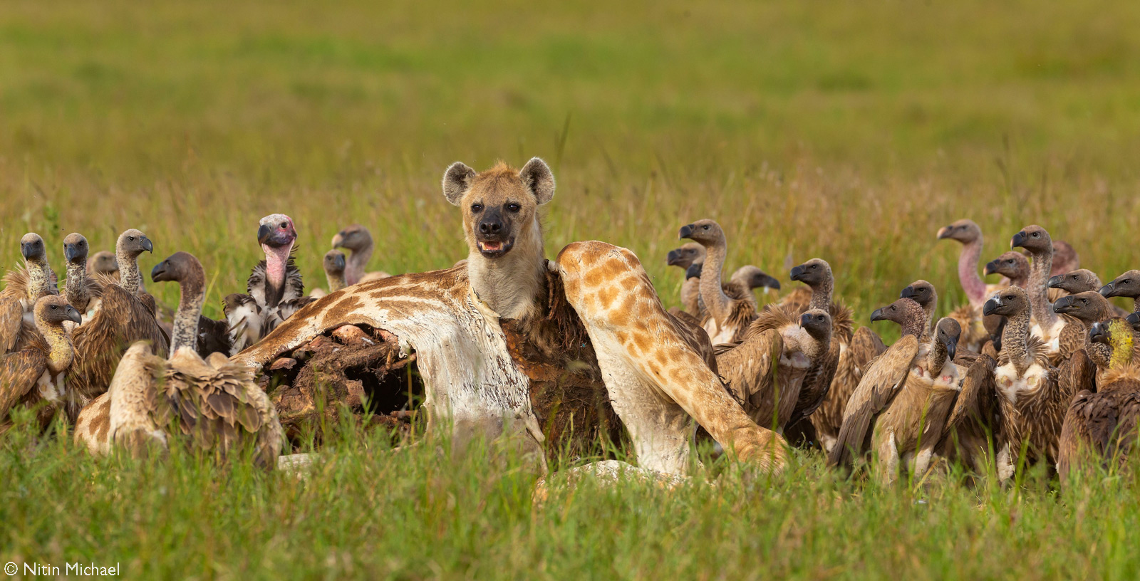 There will be a feast - Hyena, Spotted Hyena, Birds, Predatory animals, Wild animals, wildlife, Reserves and sanctuaries, Masai Mara, Africa, The photo, Carcass, Mining, Vulture, Giraffe