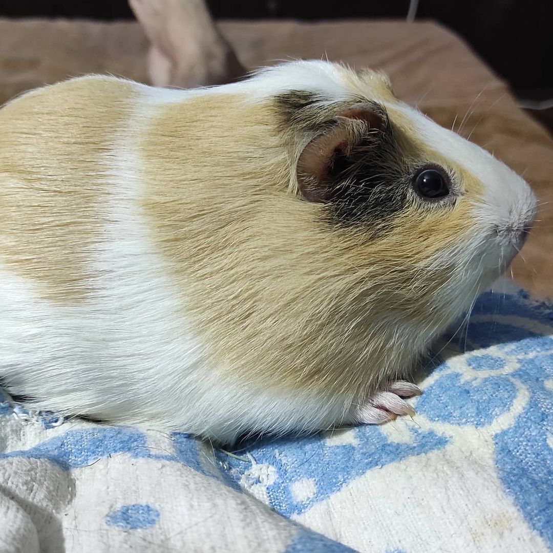 The pig epidemic, finally, I'm scratching! - My, Guinea pig, cat, British cat, Video, Longpost