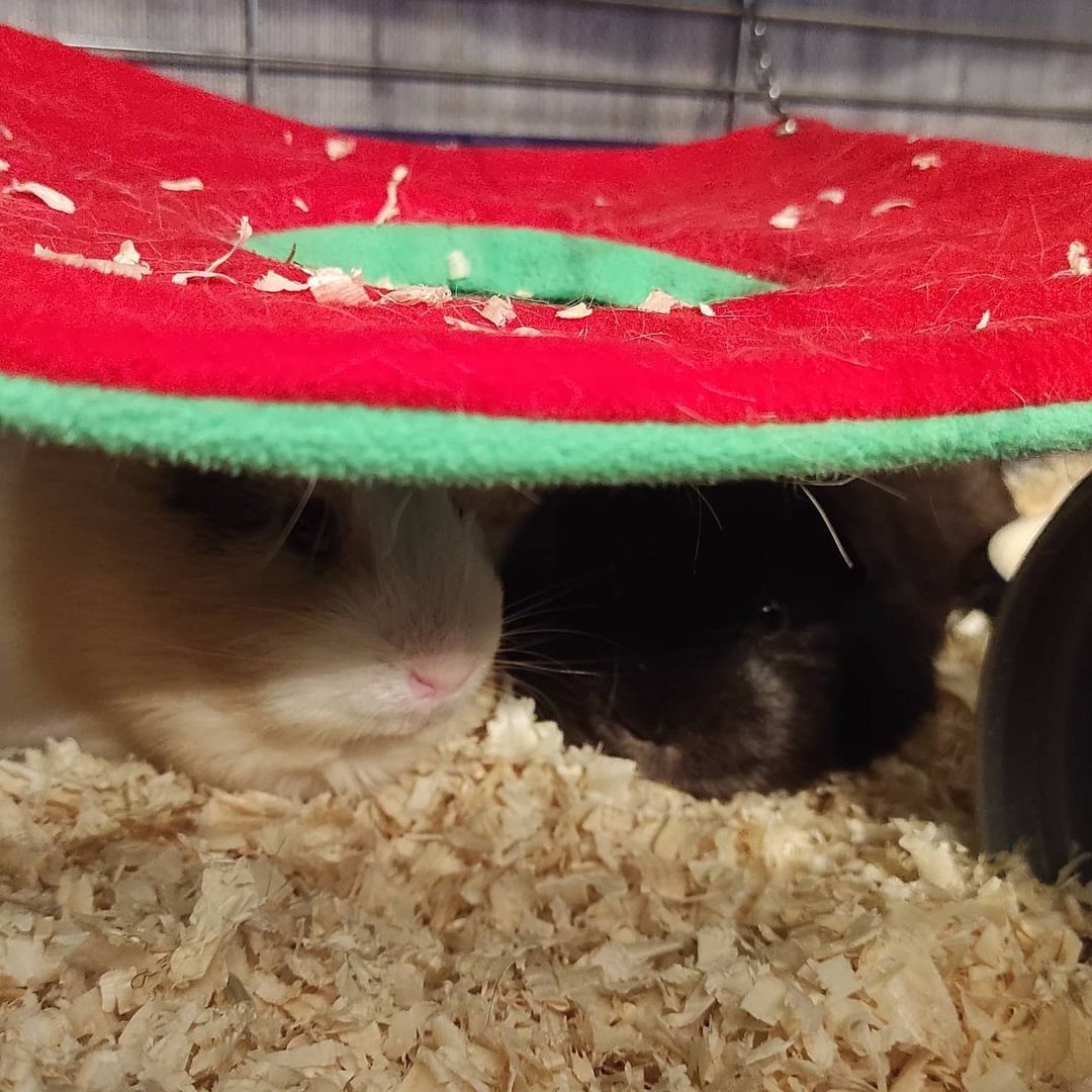 The pig epidemic, finally, I'm scratching! - My, Guinea pig, cat, British cat, Video, Longpost