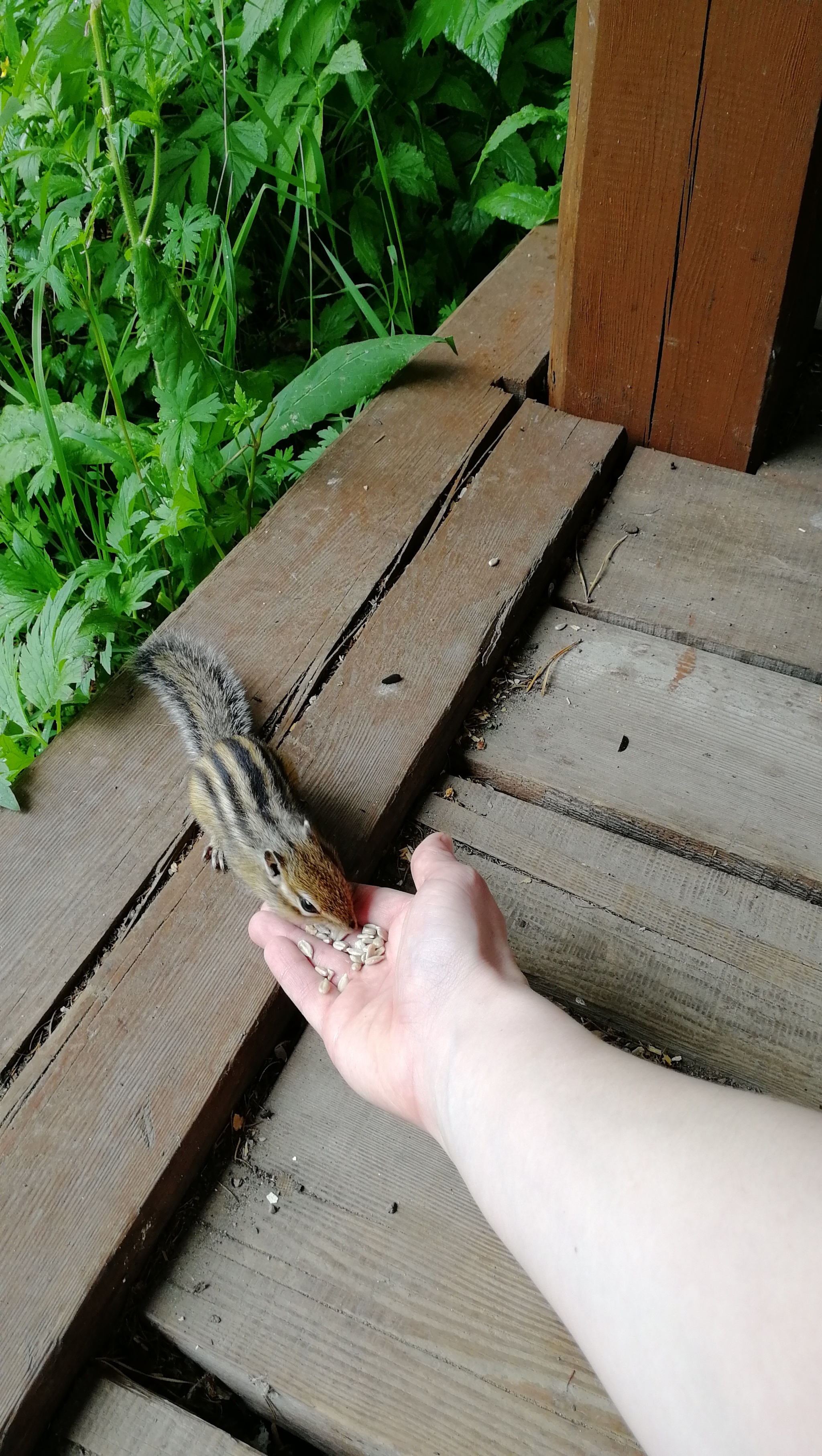 Response to the post Everything is clear with cats, but the chipmunk is weak? - My, Forest, Chipmunk, Wild animals, Mobile photography, Reply to post, Longpost