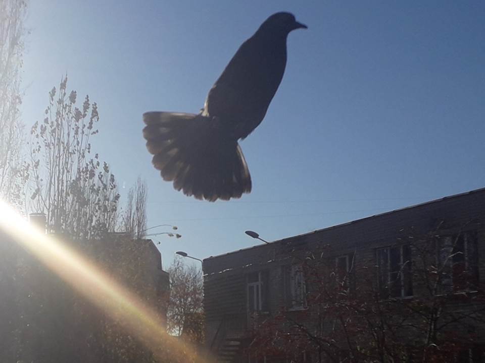 Just a pigeon taking off without wings - My, Pigeon, Anomaly, Wings, Accident