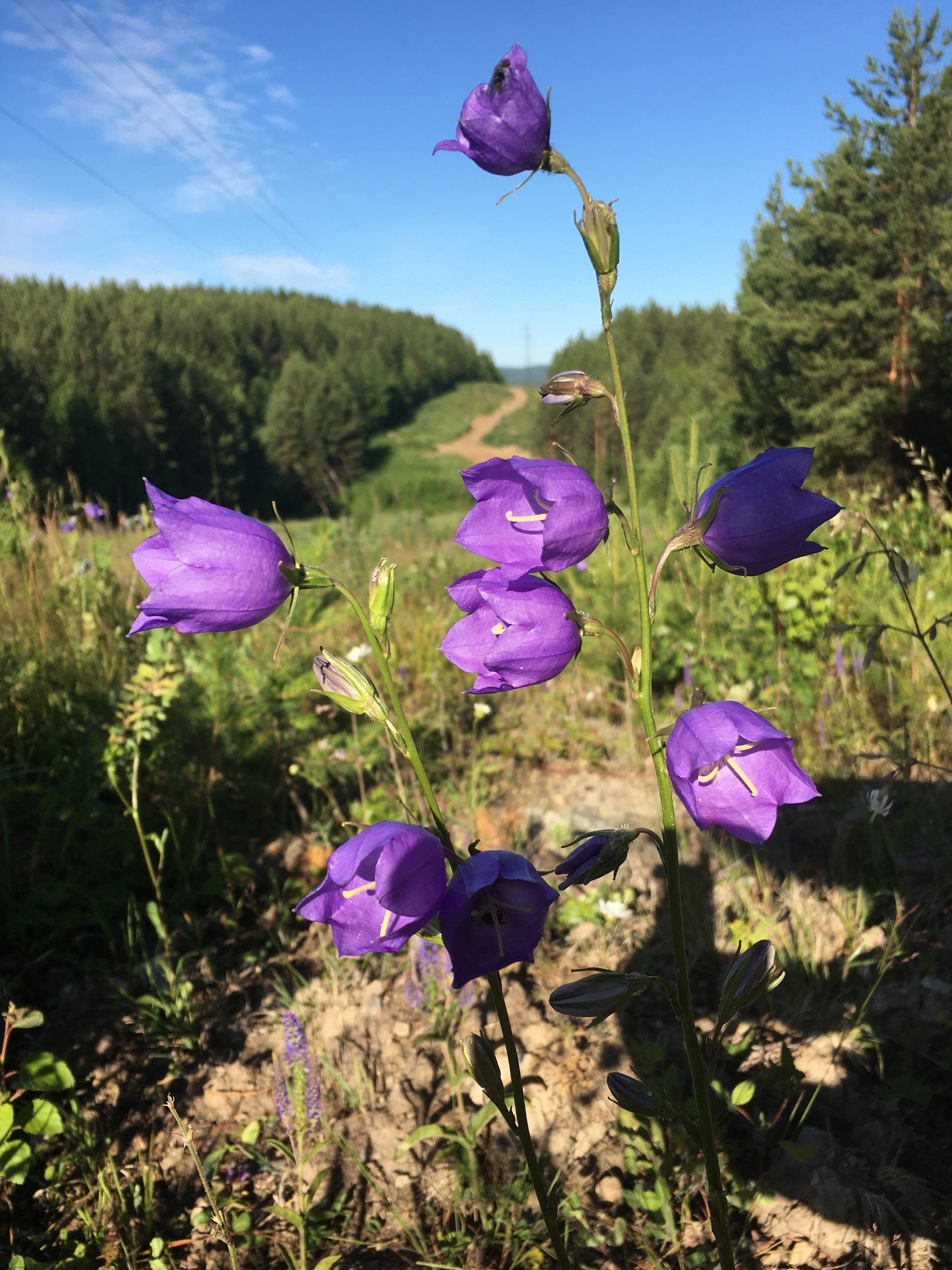 Flora - My, Summer, Flowers, Happiness, Longpost, The photo