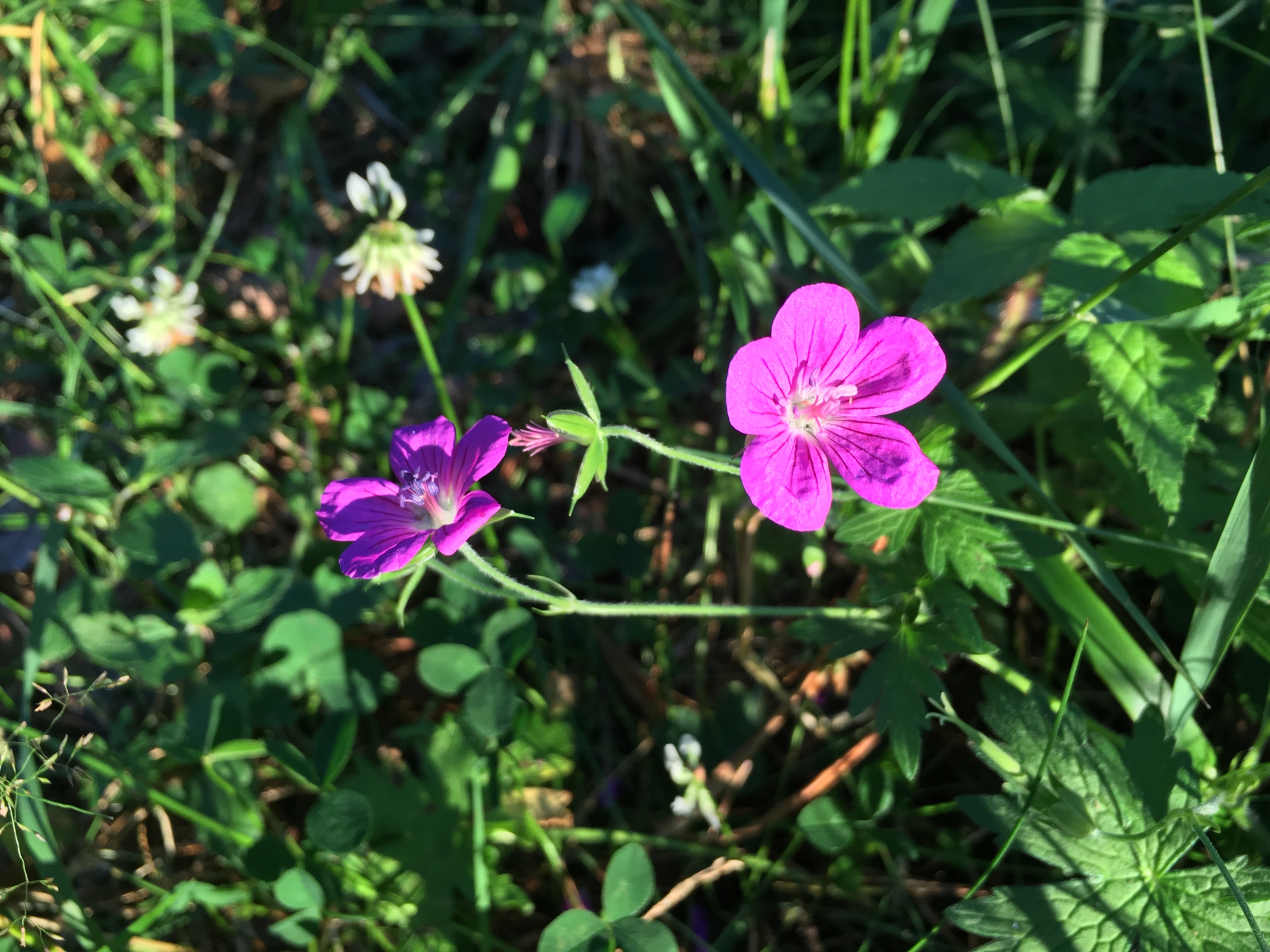 Flora - My, Summer, Flowers, Happiness, Longpost, The photo