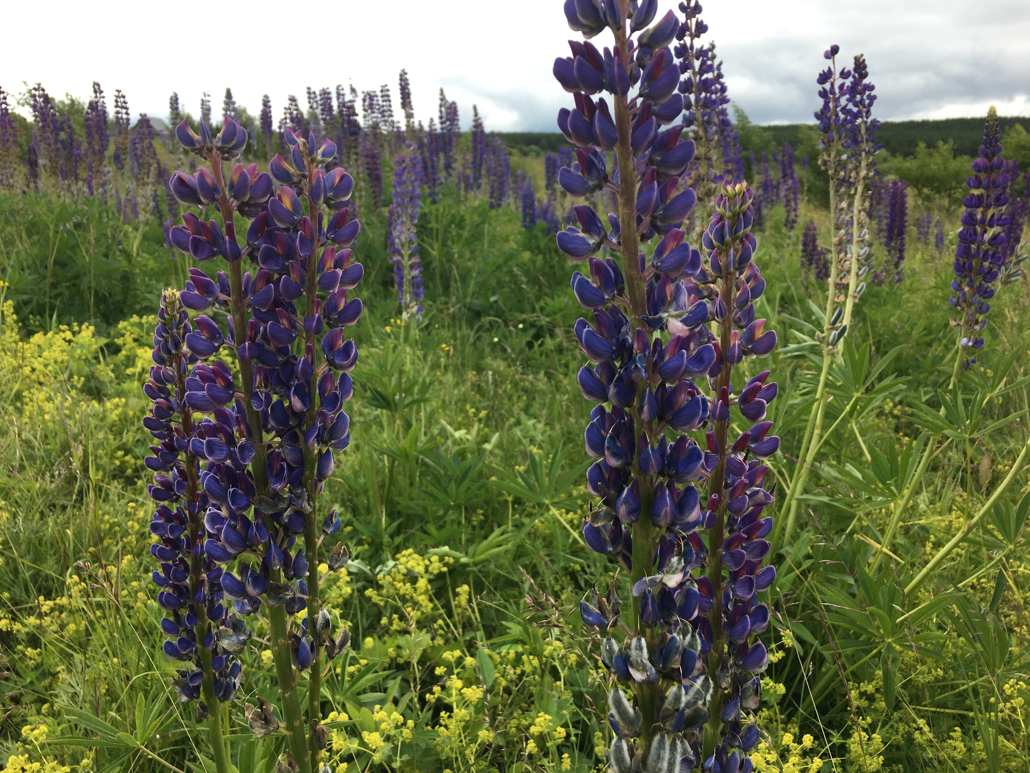 Flora - My, Summer, Flowers, Happiness, Longpost, The photo