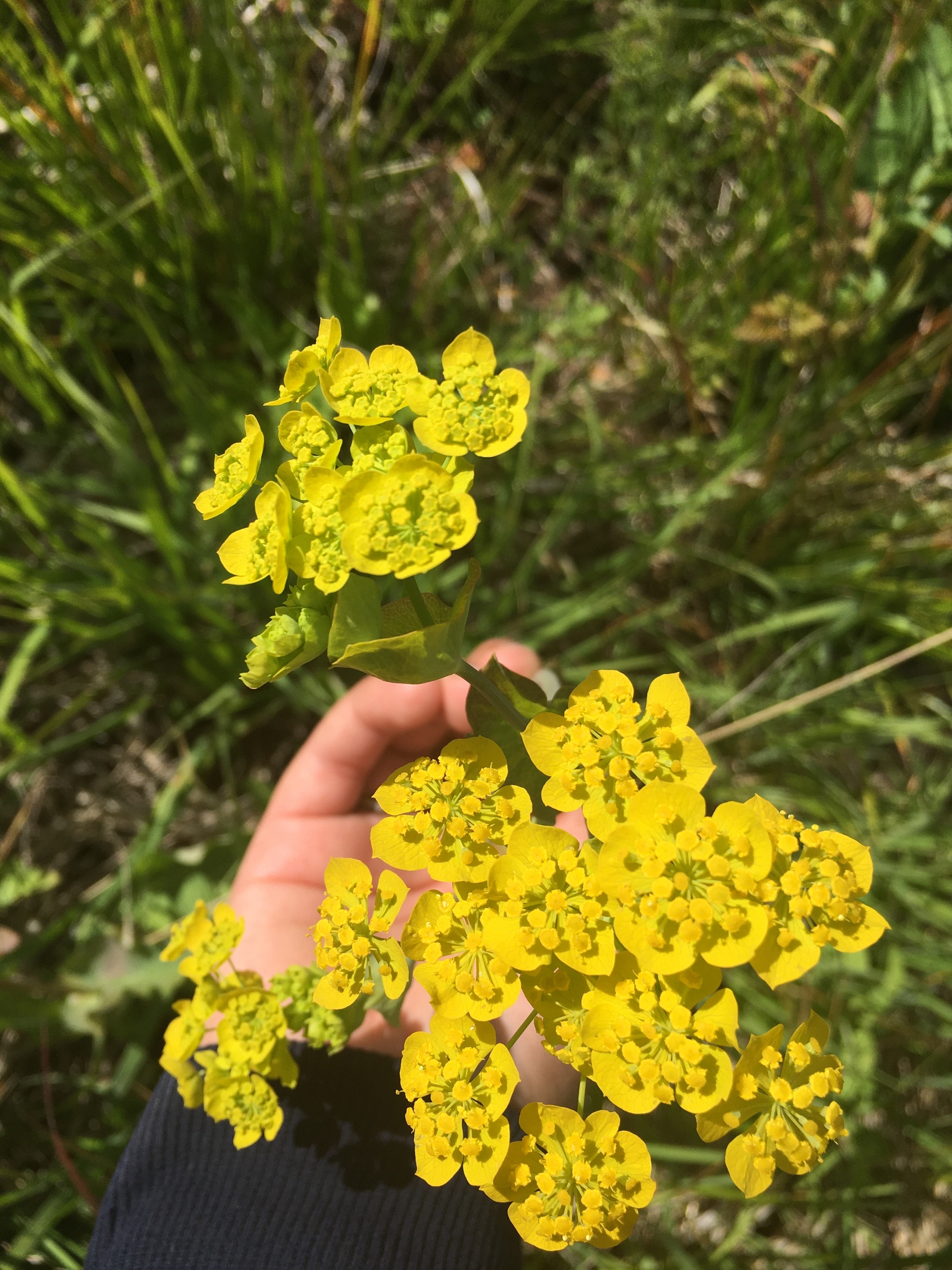 Flora - My, Summer, Flowers, Happiness, Longpost, The photo