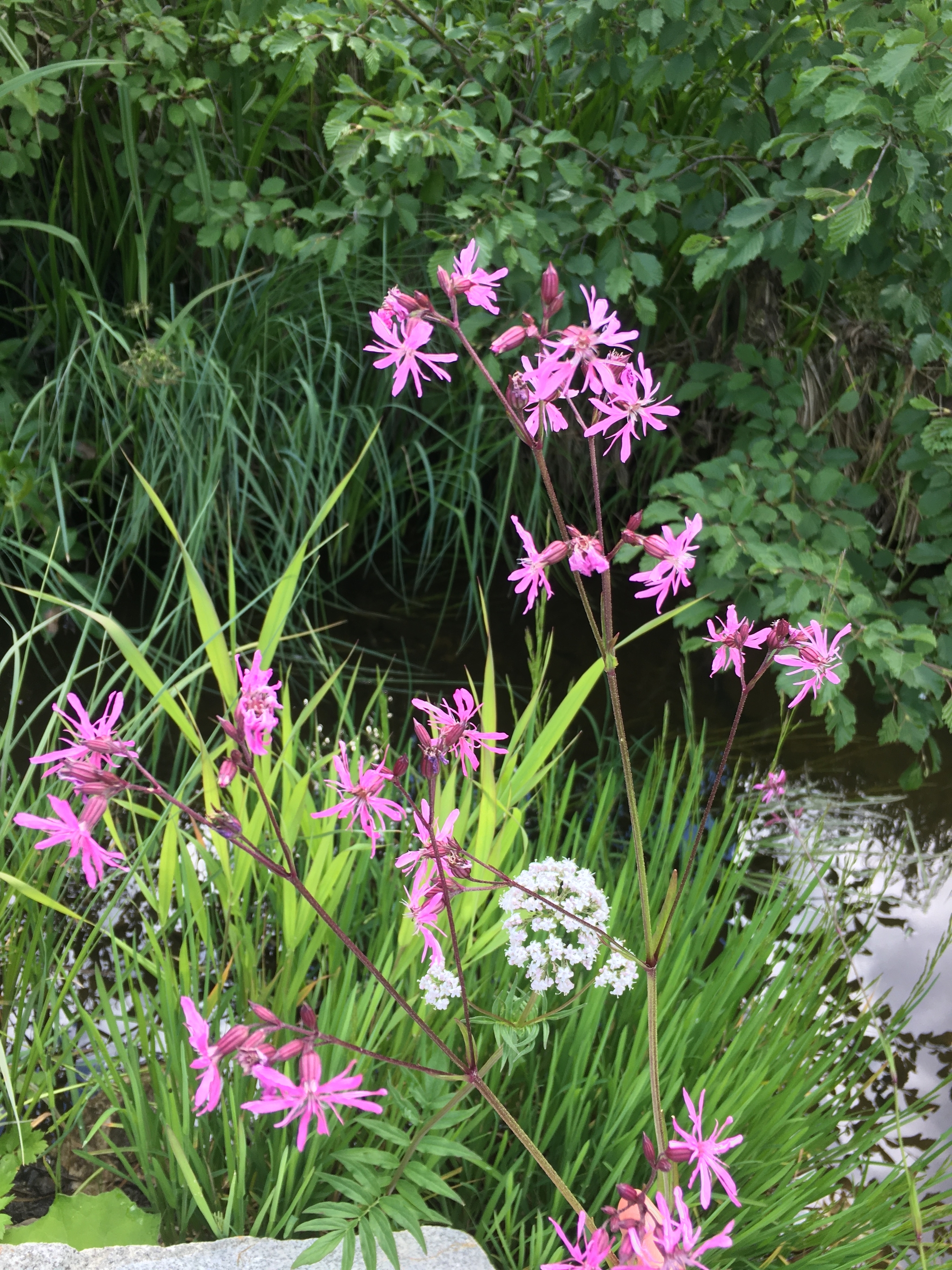 Flora - My, Summer, Flowers, Happiness, Longpost, The photo