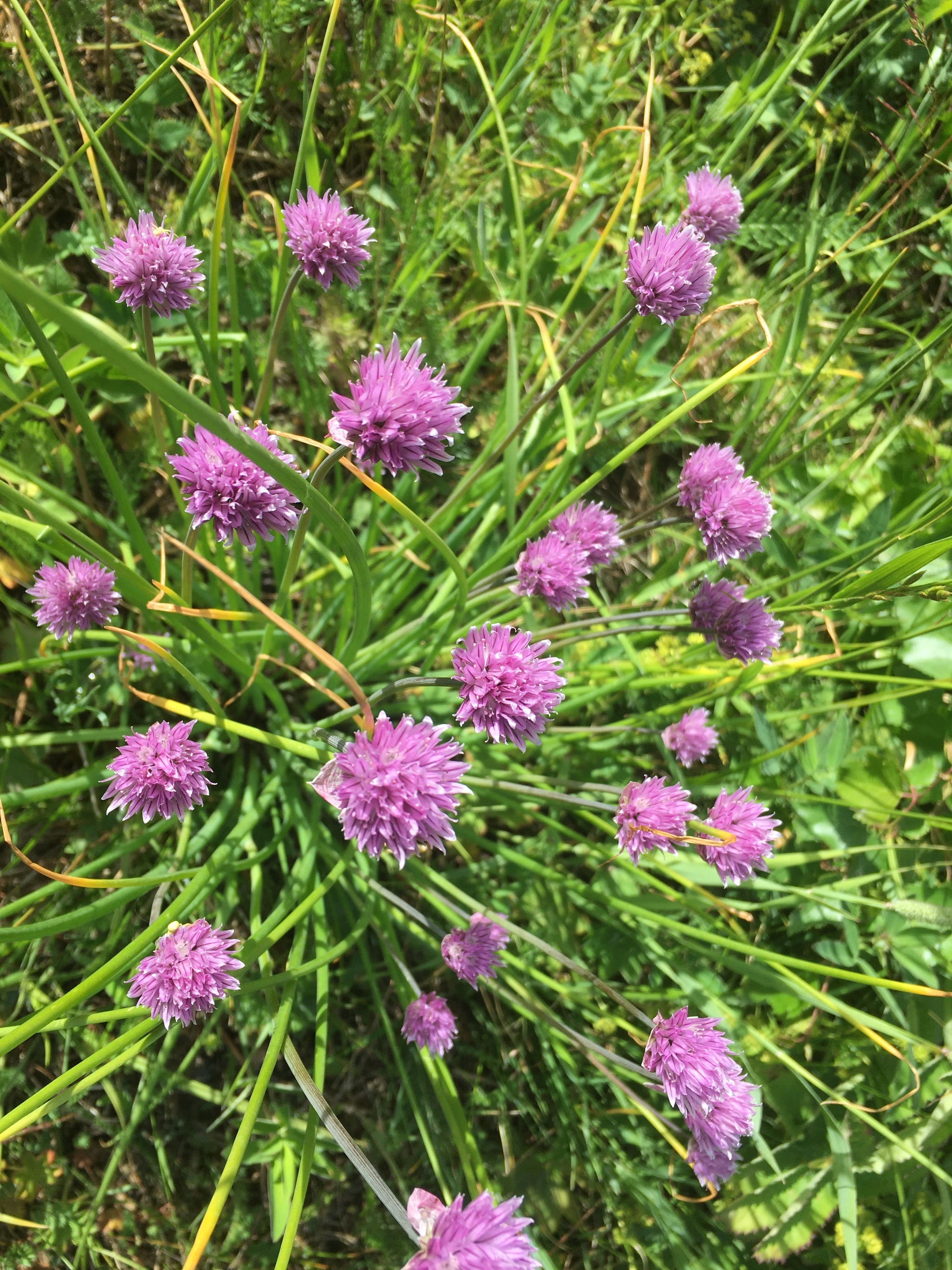 Flora - My, Summer, Flowers, Happiness, Longpost, The photo