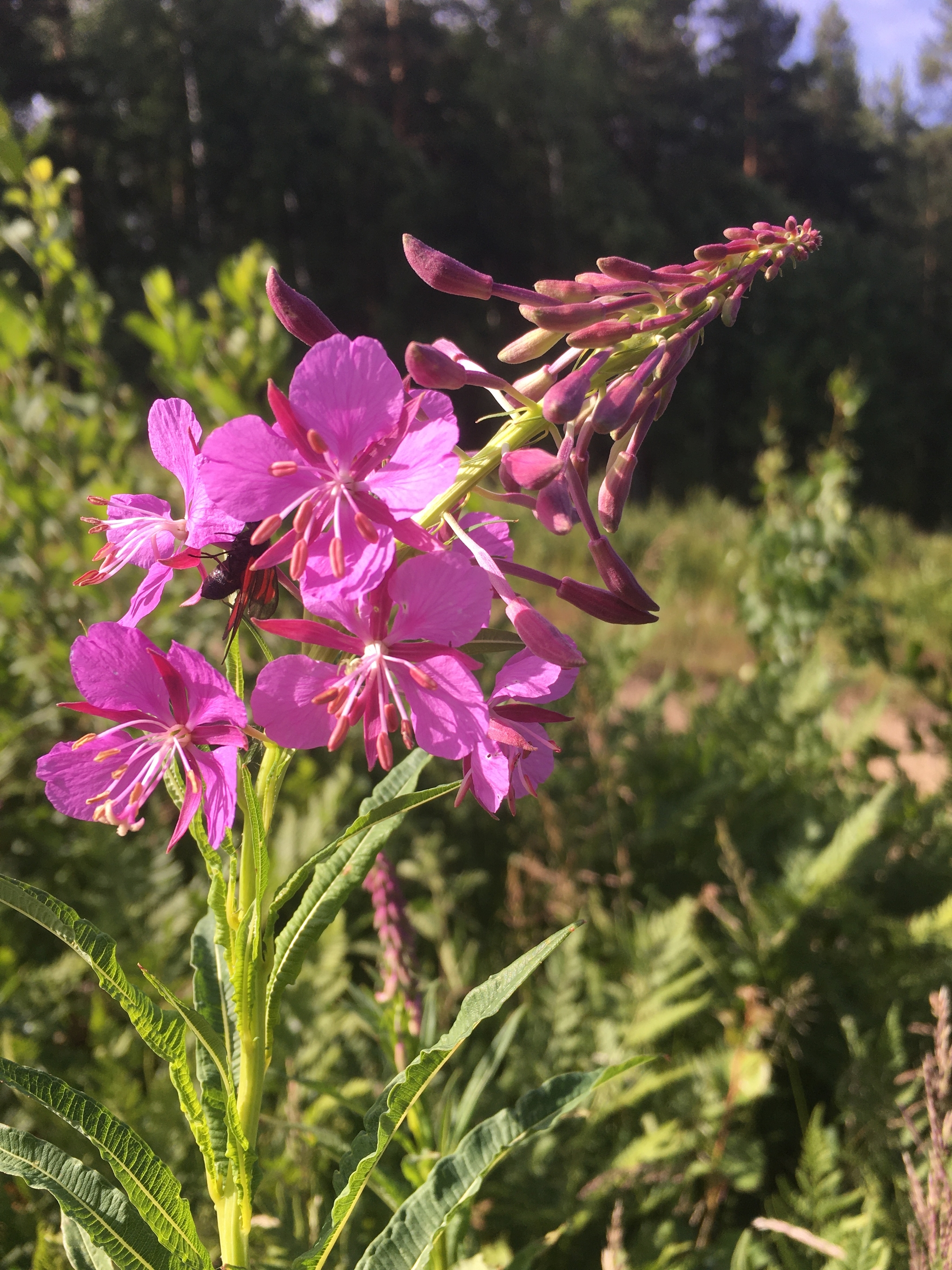 Flora - My, Summer, Flowers, Happiness, Longpost, The photo