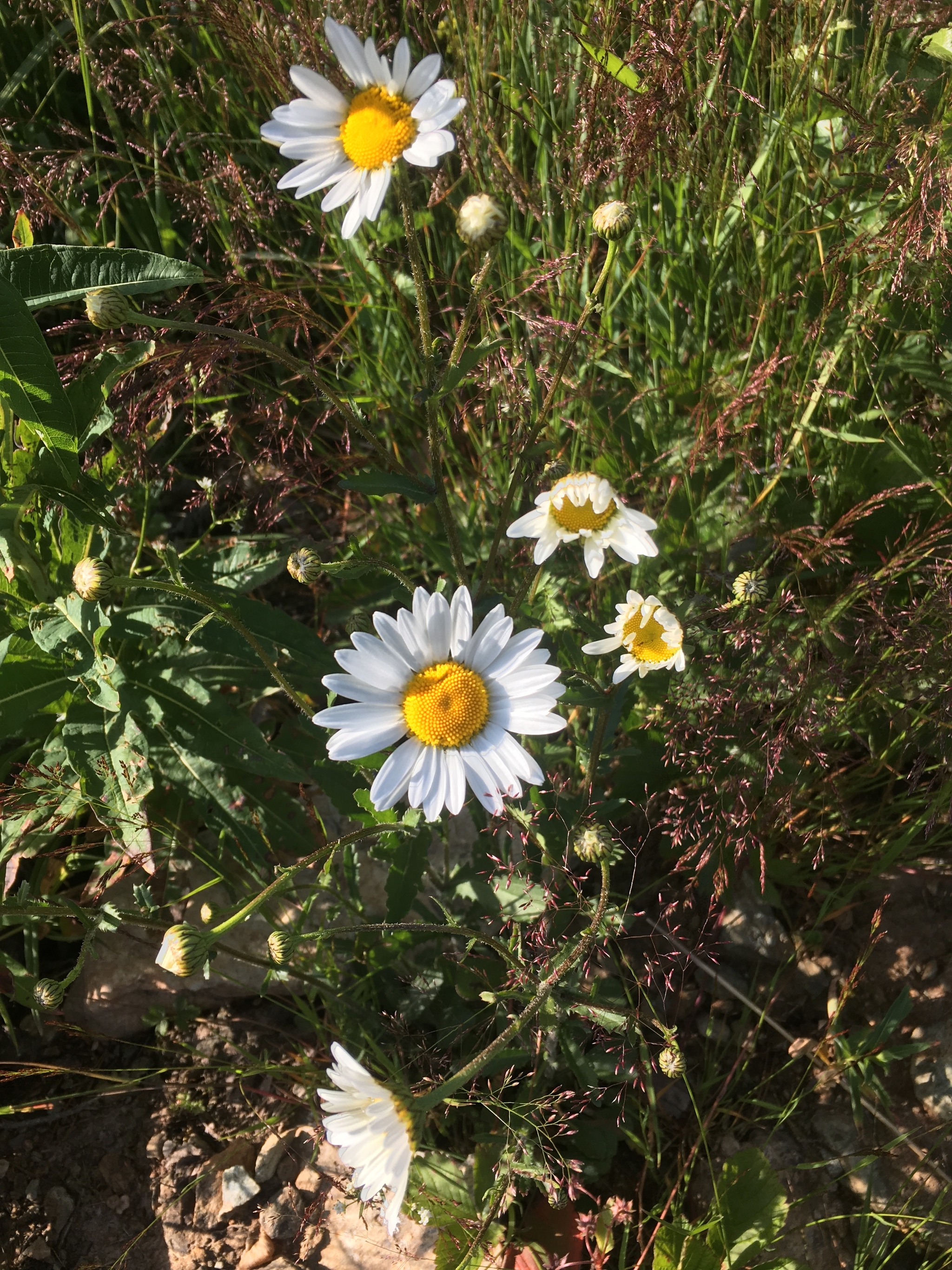 Flora - My, Summer, Flowers, Happiness, Longpost, The photo