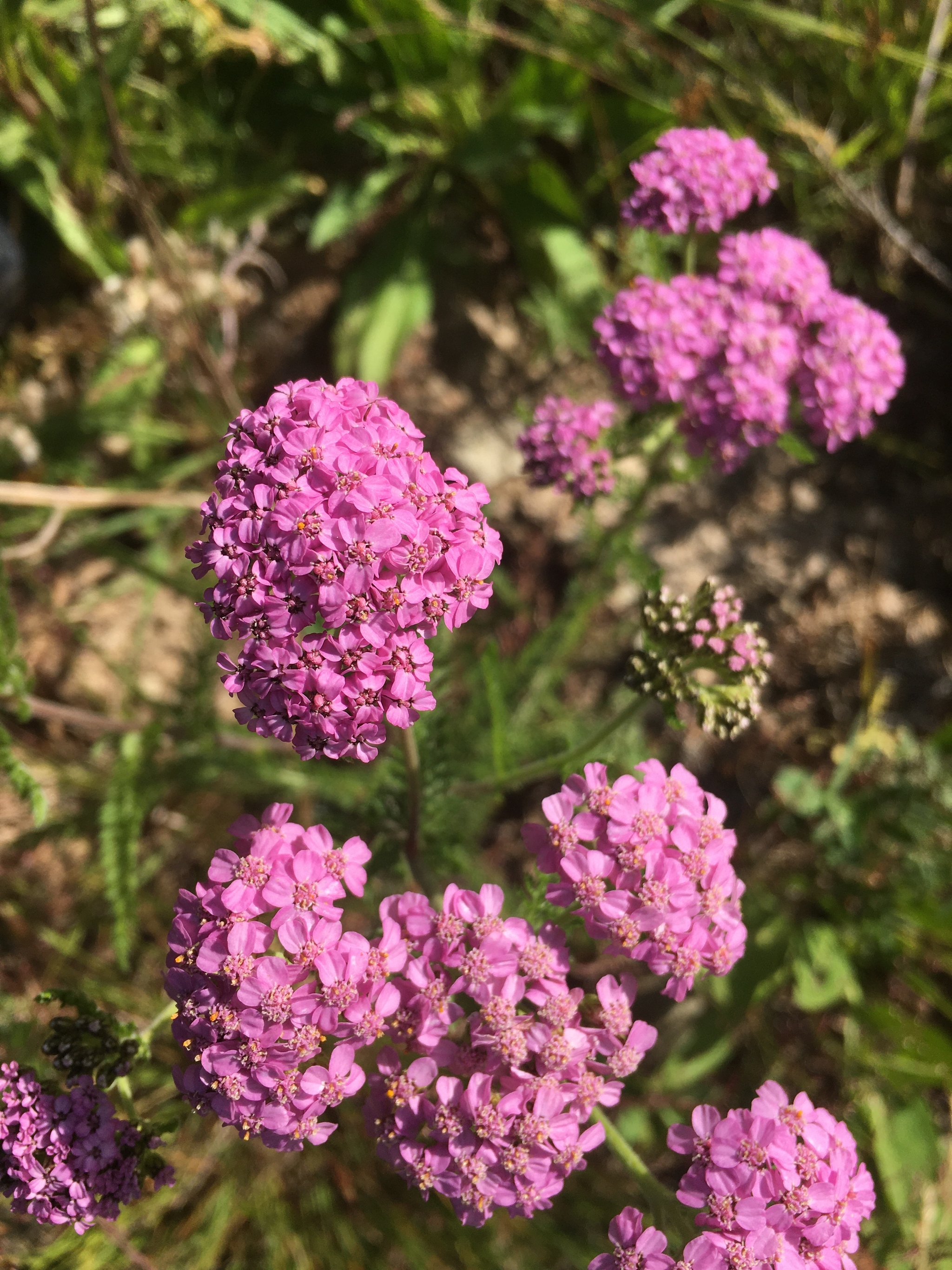 Flora - My, Summer, Flowers, Happiness, Longpost, The photo