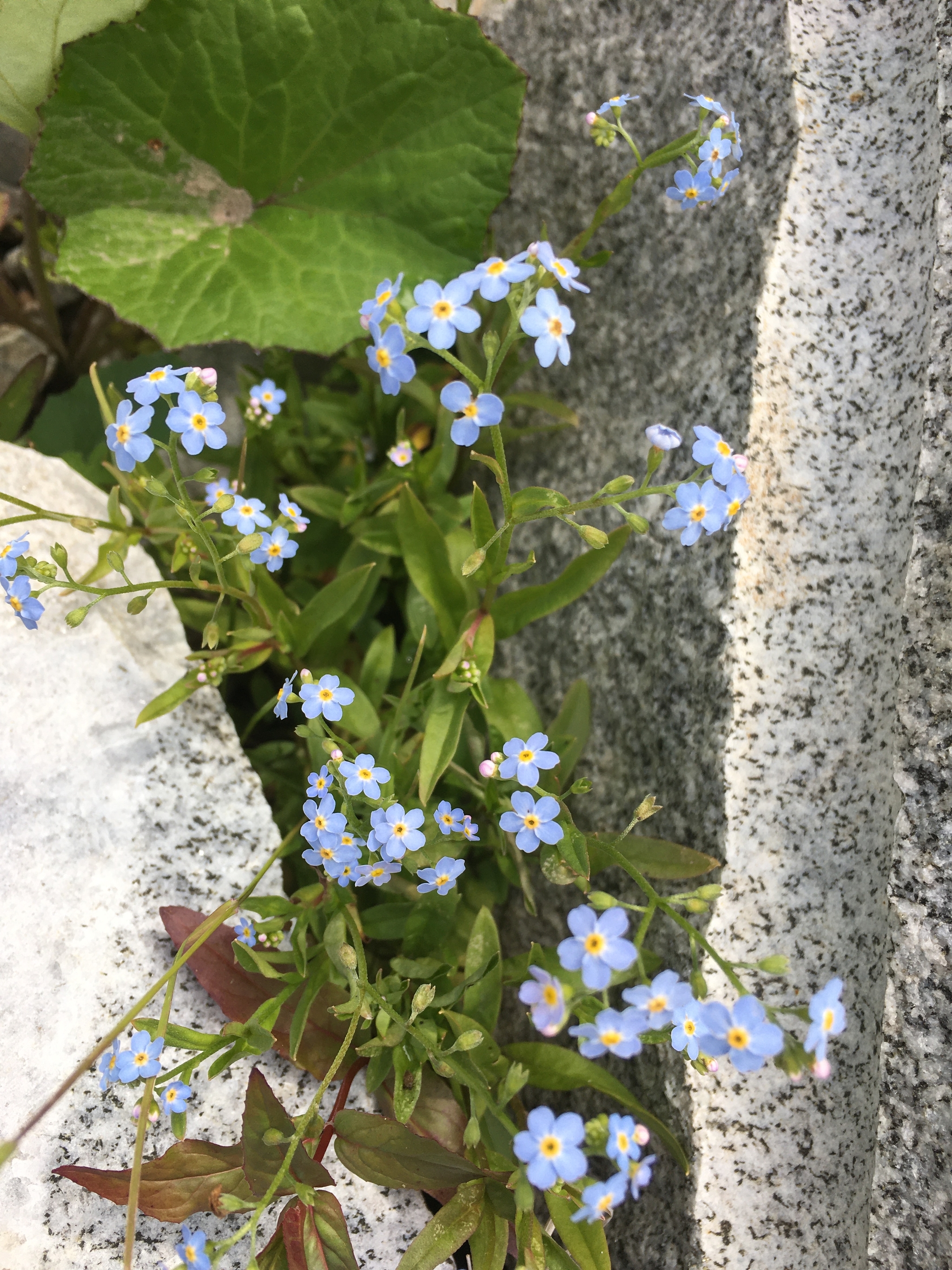 Flora - My, Summer, Flowers, Happiness, Longpost, The photo