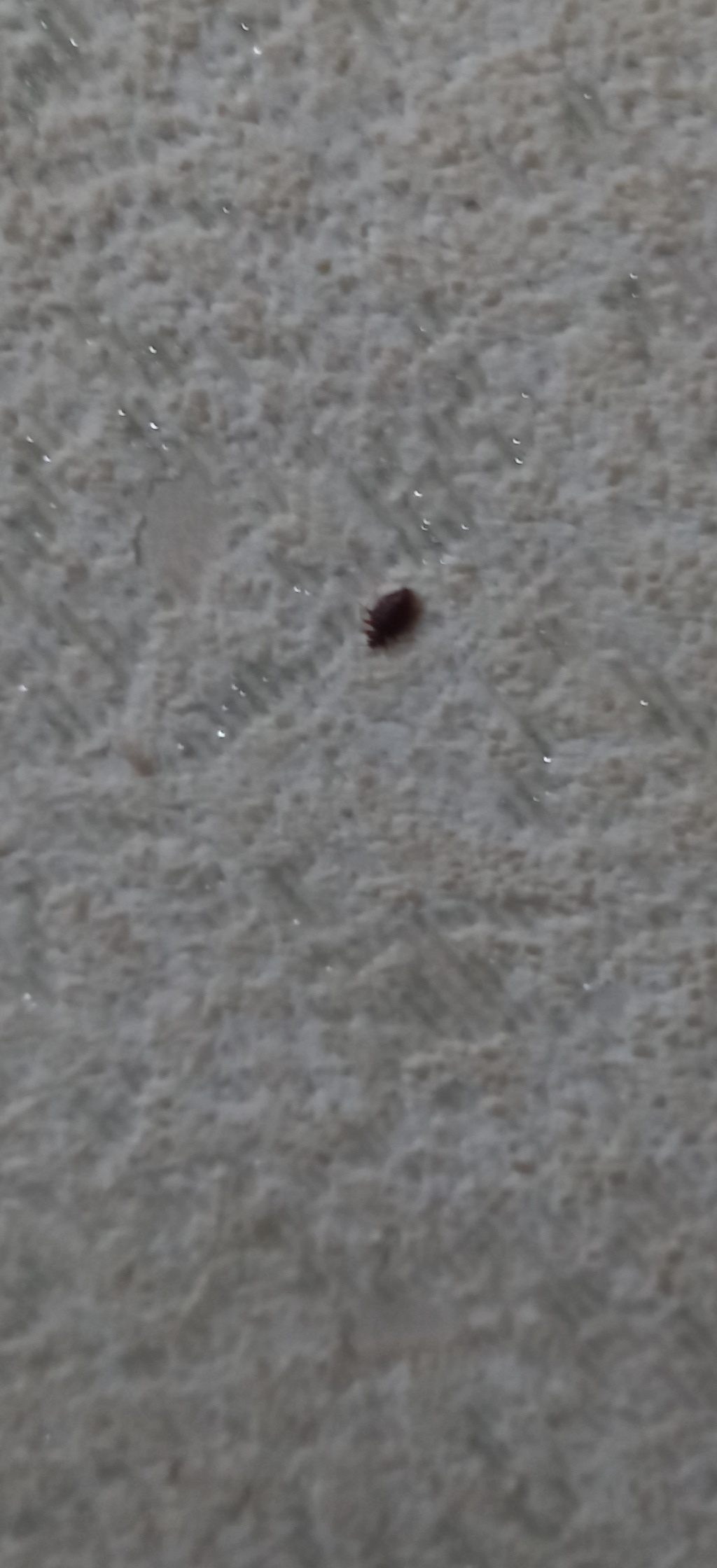 Who do you think that is? - House insect, What's this?, Longpost