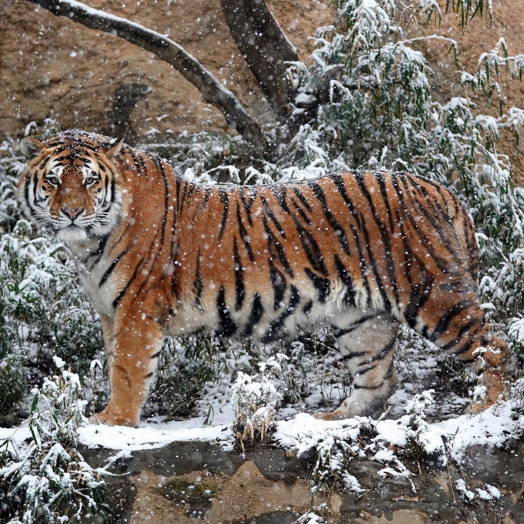 Satisfied cat and snow) - Tiger, Amur tiger, Big cats, Cat family, Predatory animals, Rare view, Red Book, Wild animals, Zoo, Japan, Snow, Winter, The photo