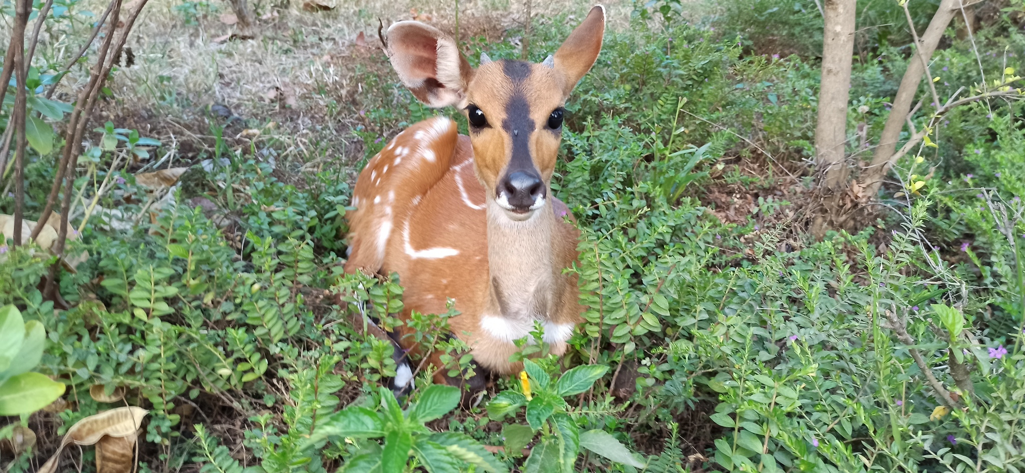 There are a lot of cats in picabushniki, but there are no deer - My, Deer, Pets, Pick-up headphones