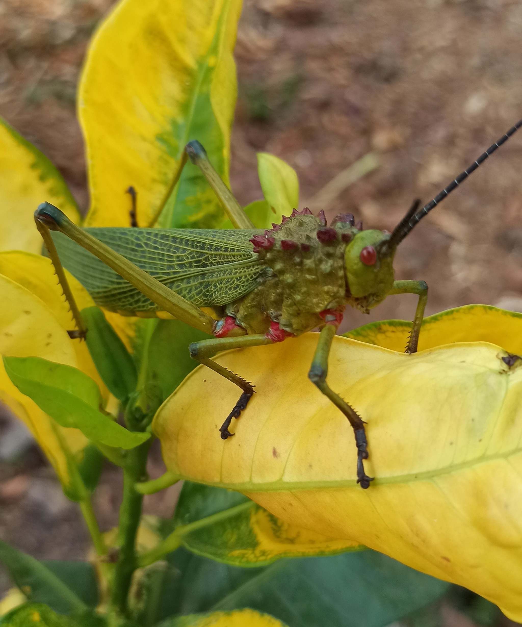 Living creatures that surround us - My, Africa, Mobile photography, Insects, Chameleon, Longpost