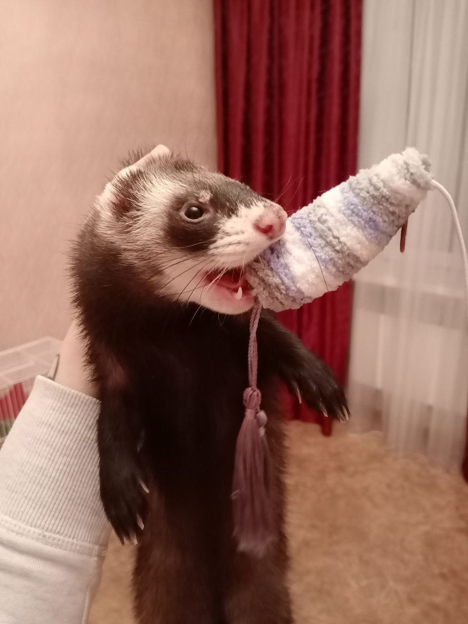 I've been patient for too long. - My, Ferret, Pets, Longpost