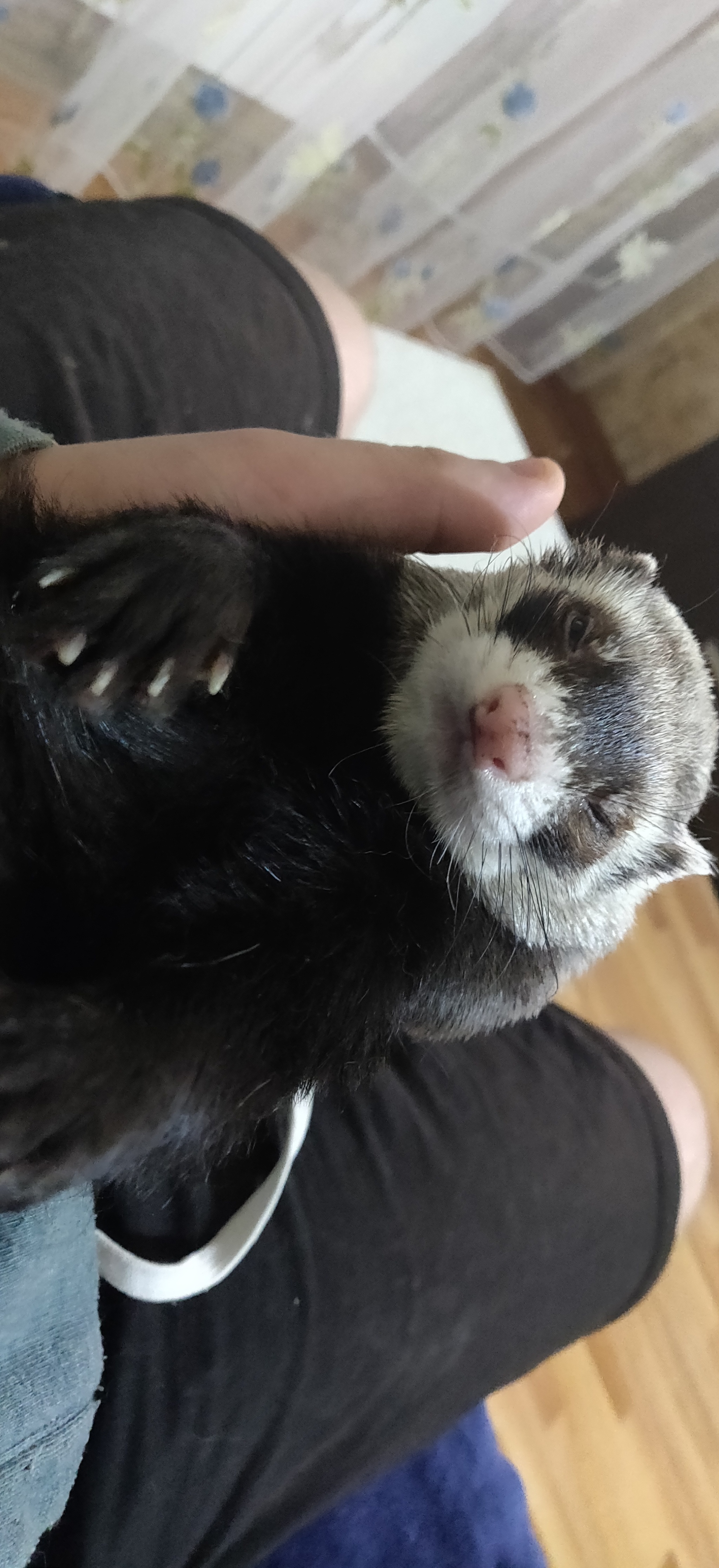 I've been patient for too long. - My, Ferret, Pets, Longpost