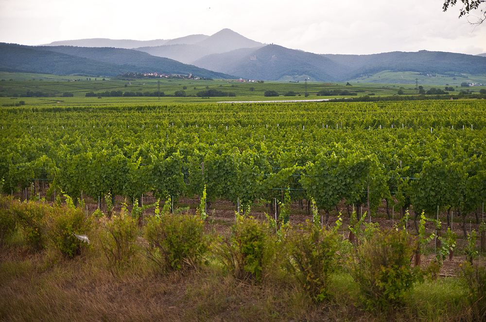 Riquihr, France - My, Alsace, France, Statue of Liberty, Travels, The photo, Europe, Grape, Riesling, Wine, Winemaking, Vineyard, Architecture, Longpost