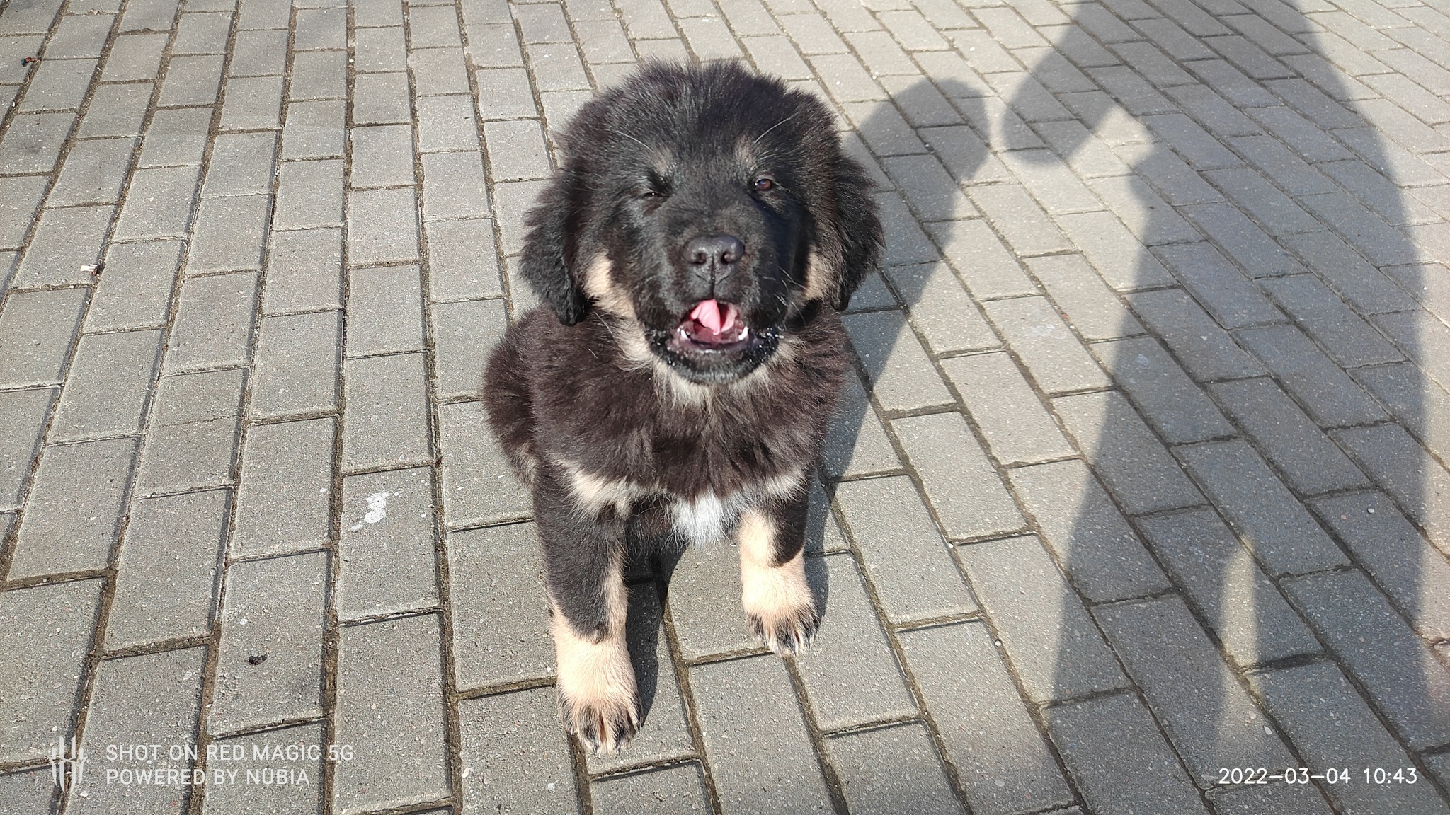 In the sun - My, Pets, Tibetan mastiff, Dog, 