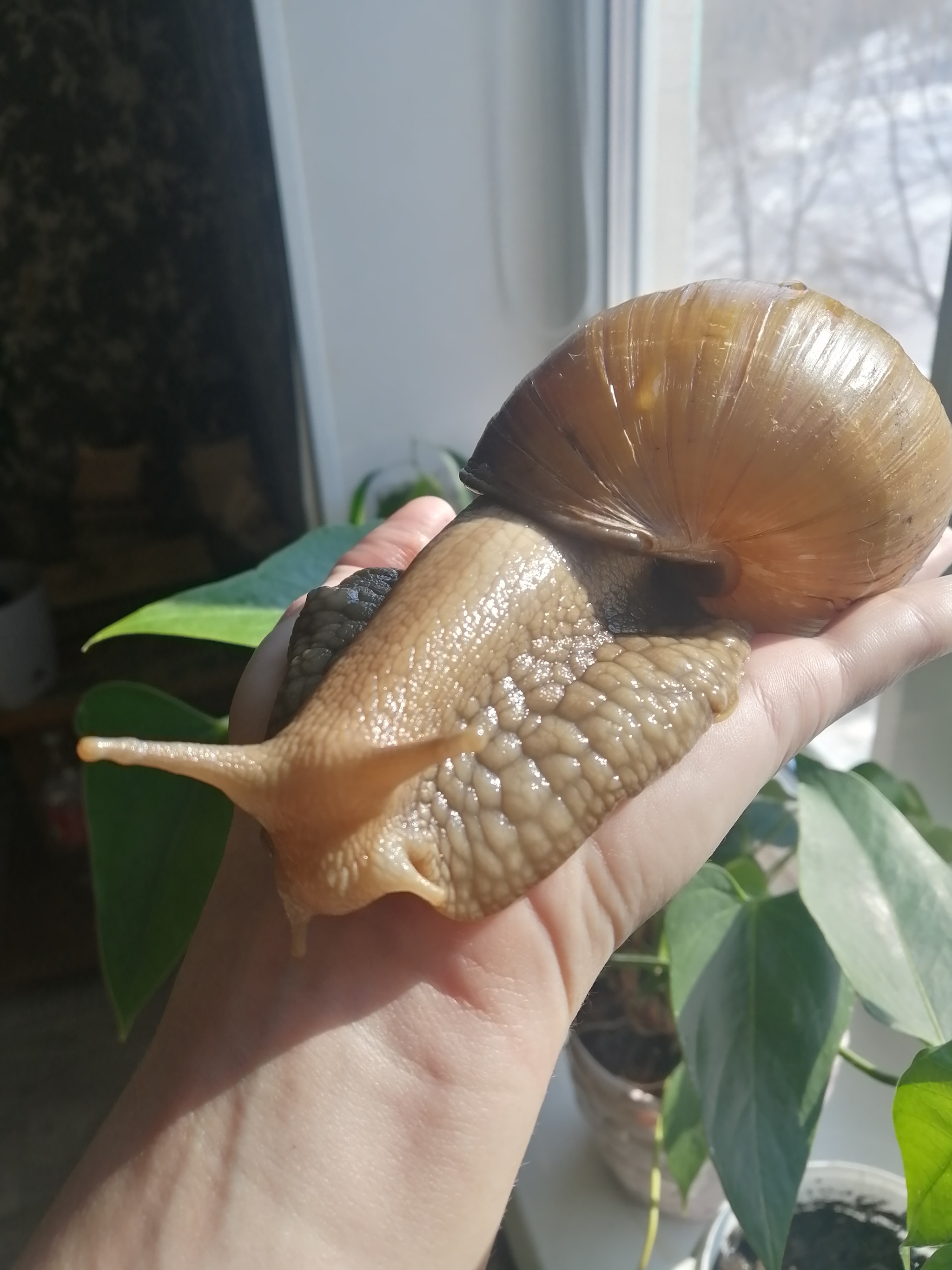 Snail - My, Snail, Pets, Achatina, Longpost, cat, 