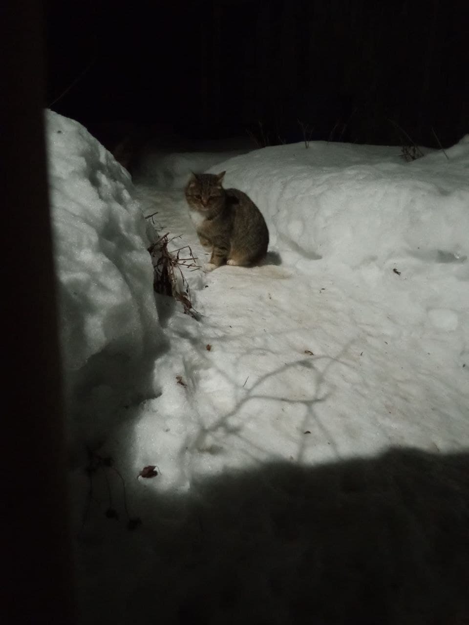 I continue to feed abandoned summer residents cats on March 1-3. A large amount of feed will arrive today. I have a brand new sick - My, cat, Dacha, Animal Rescue, Winter, Snow, Video, Longpost, 