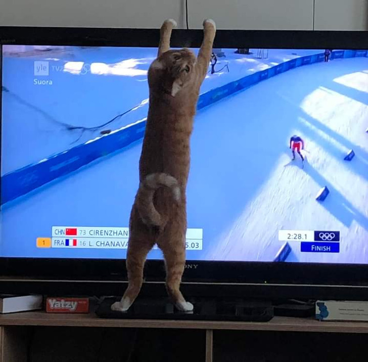 A second before ... - cat, TV set, 