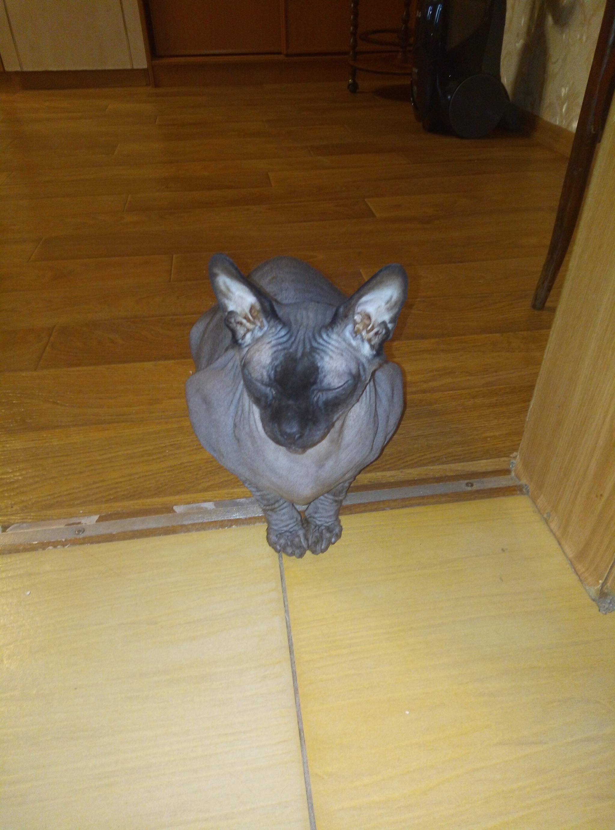 'Bald' cats - My, Sphinx, Purring, cat, 