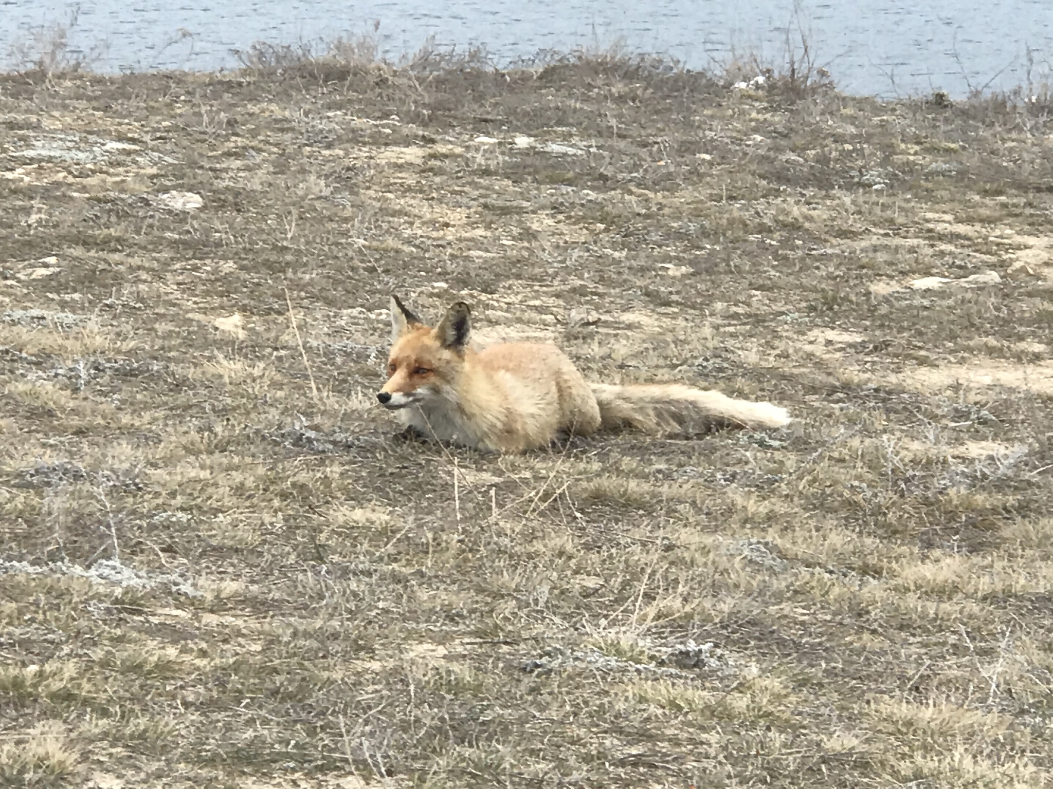 Cheat - My, Fox, Tarkhankut, The photo, Longpost, 