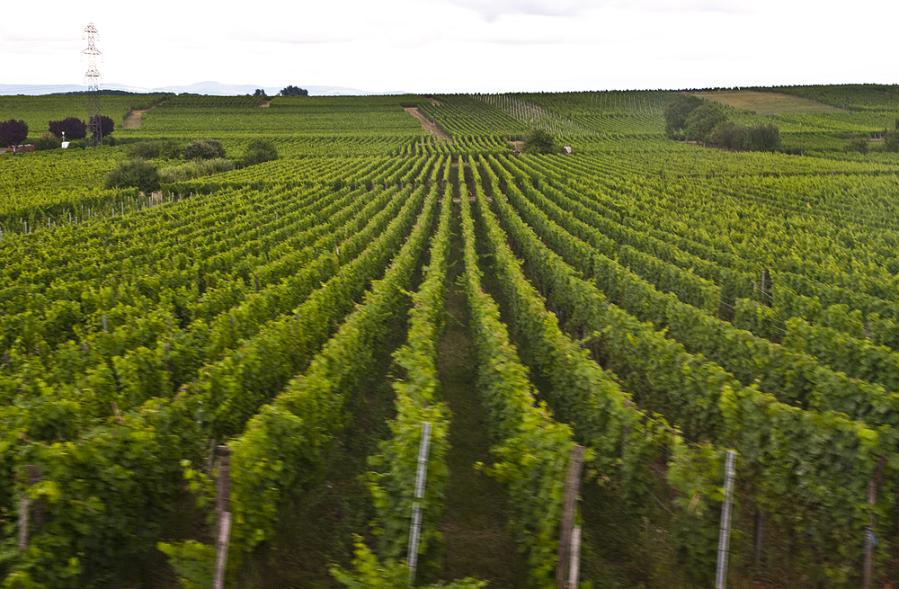 Riquihr, France - My, Alsace, France, Statue of Liberty, Travels, The photo, Europe, Grape, Riesling, Wine, Winemaking, Vineyard, Architecture, Longpost