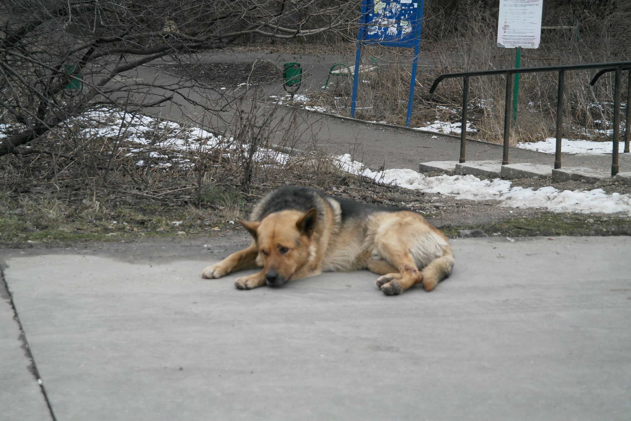 About how I did a big stupid thing that turned out to be a great happiness - My, Dog, Abandoned, Sadness, Joy, Happiness, Life stories, Horses, Mat, Longpost, 