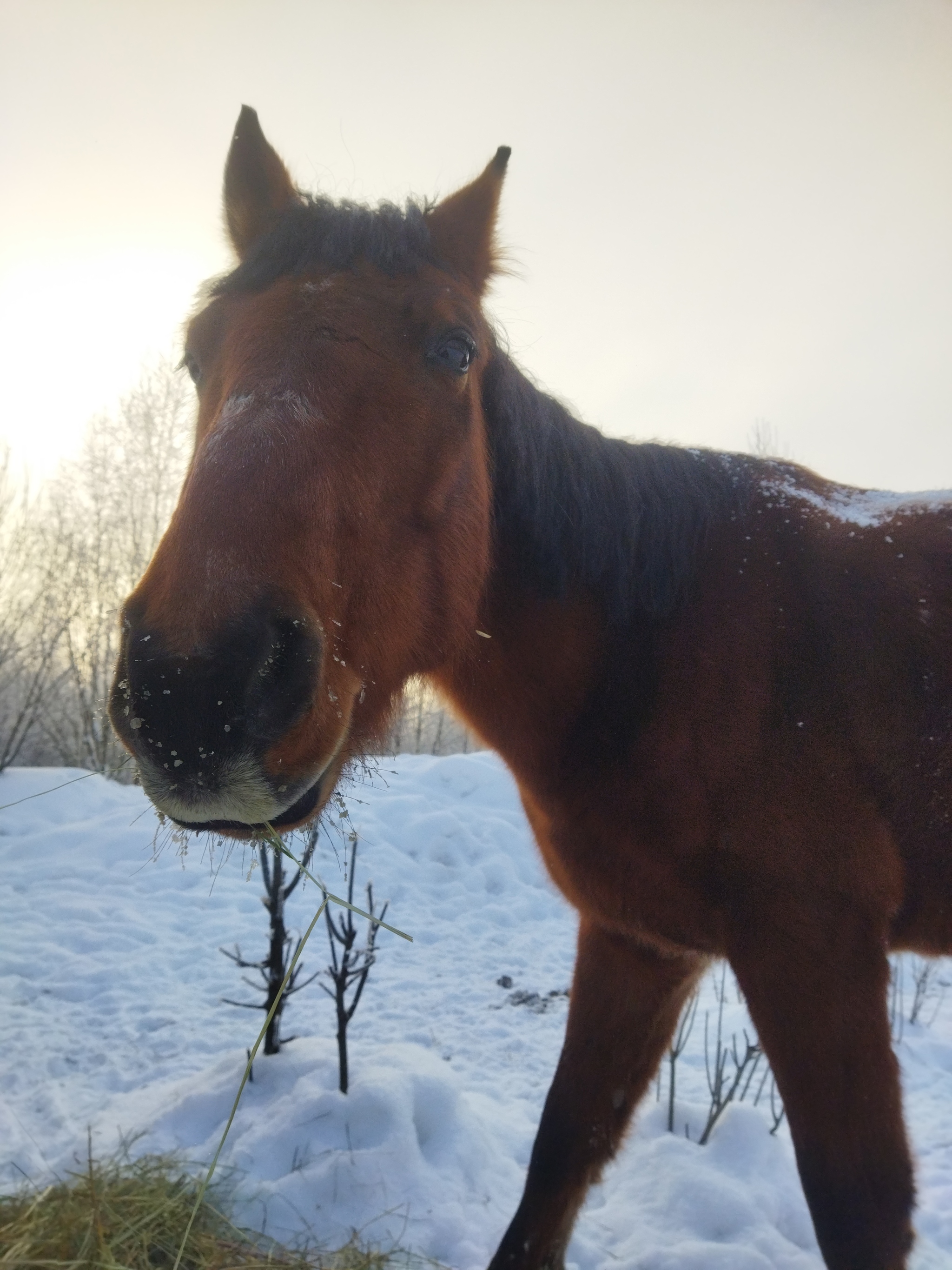 About how I did a big stupid thing that turned out to be a great happiness - My, Dog, Abandoned, Sadness, Joy, Happiness, Life stories, Horses, Mat, Longpost, 