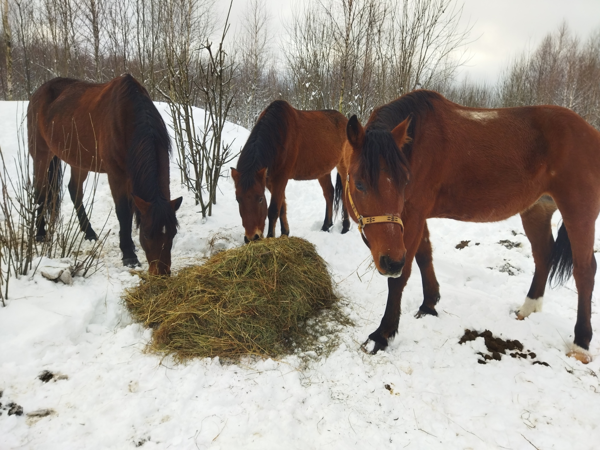 About how I did a big stupid thing that turned out to be a great happiness - My, Dog, Abandoned, Sadness, Joy, Happiness, Life stories, Horses, Mat, Longpost, 