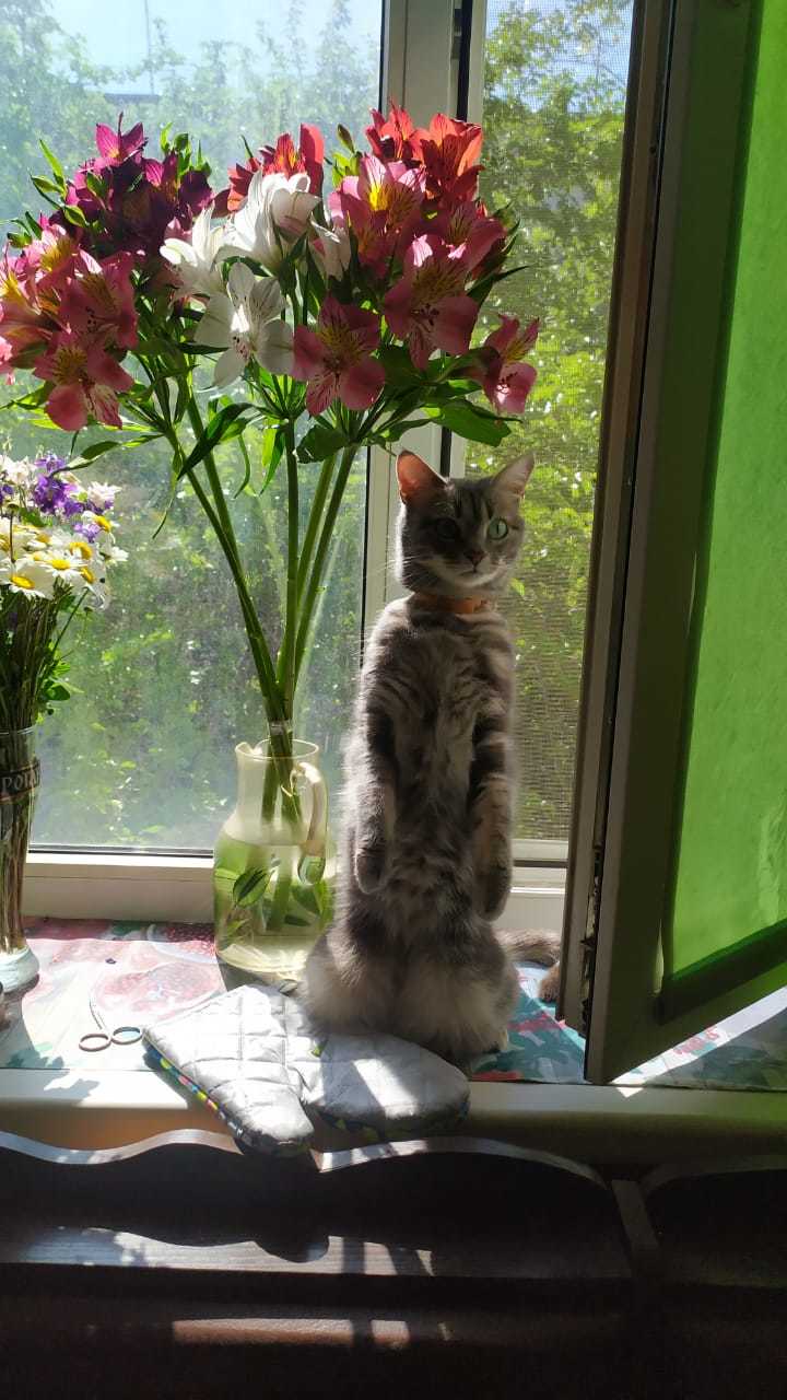 My first post) - My, cat, Summer, 