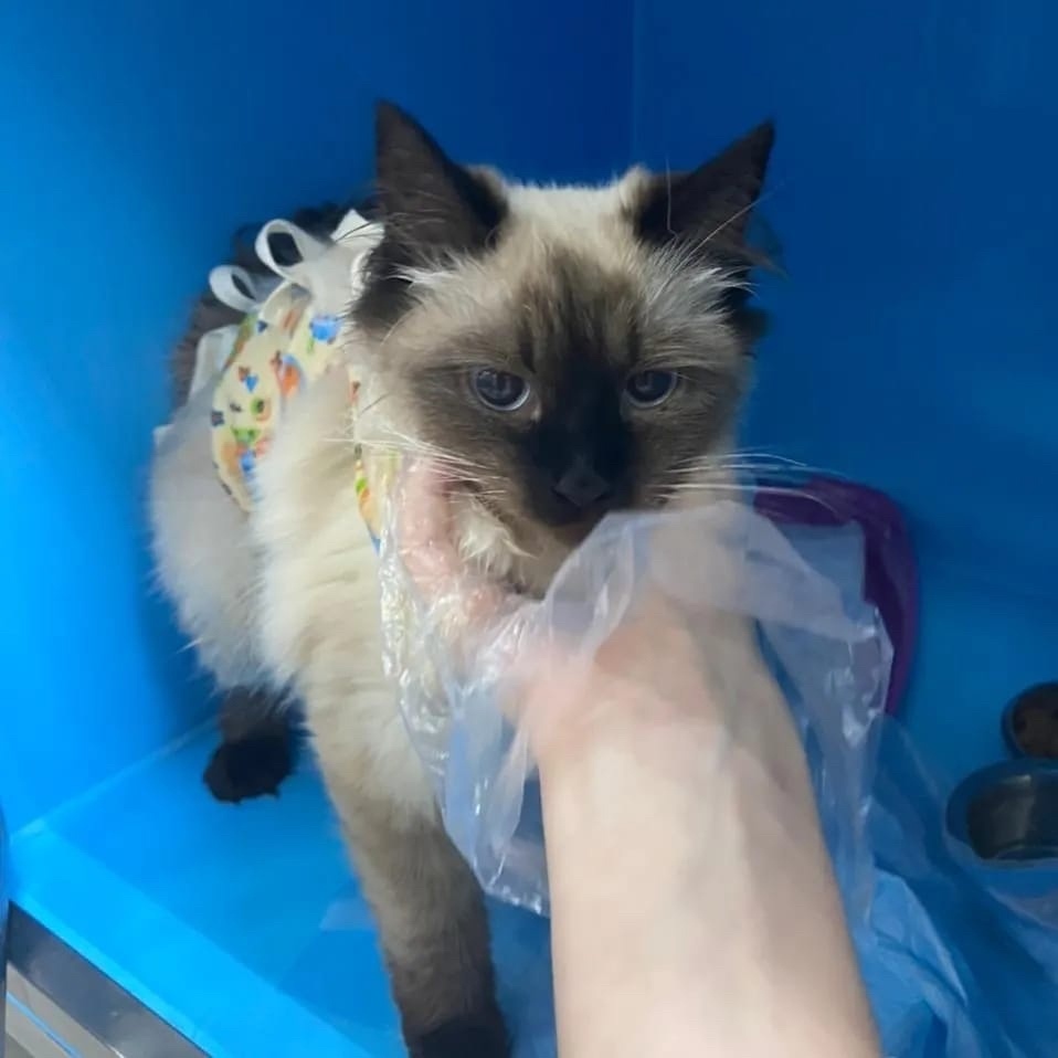 Nicole. A marvelous creature that no one is waiting for tomorrow... - Helping animals, Help, Homeless animals, In good hands, Animal shelter, Lost, Veterinary, No rating, Animal Rescue, The rescue, cat, Kittens, Moscow, Moscow region, Подмосковье, Longpost, 